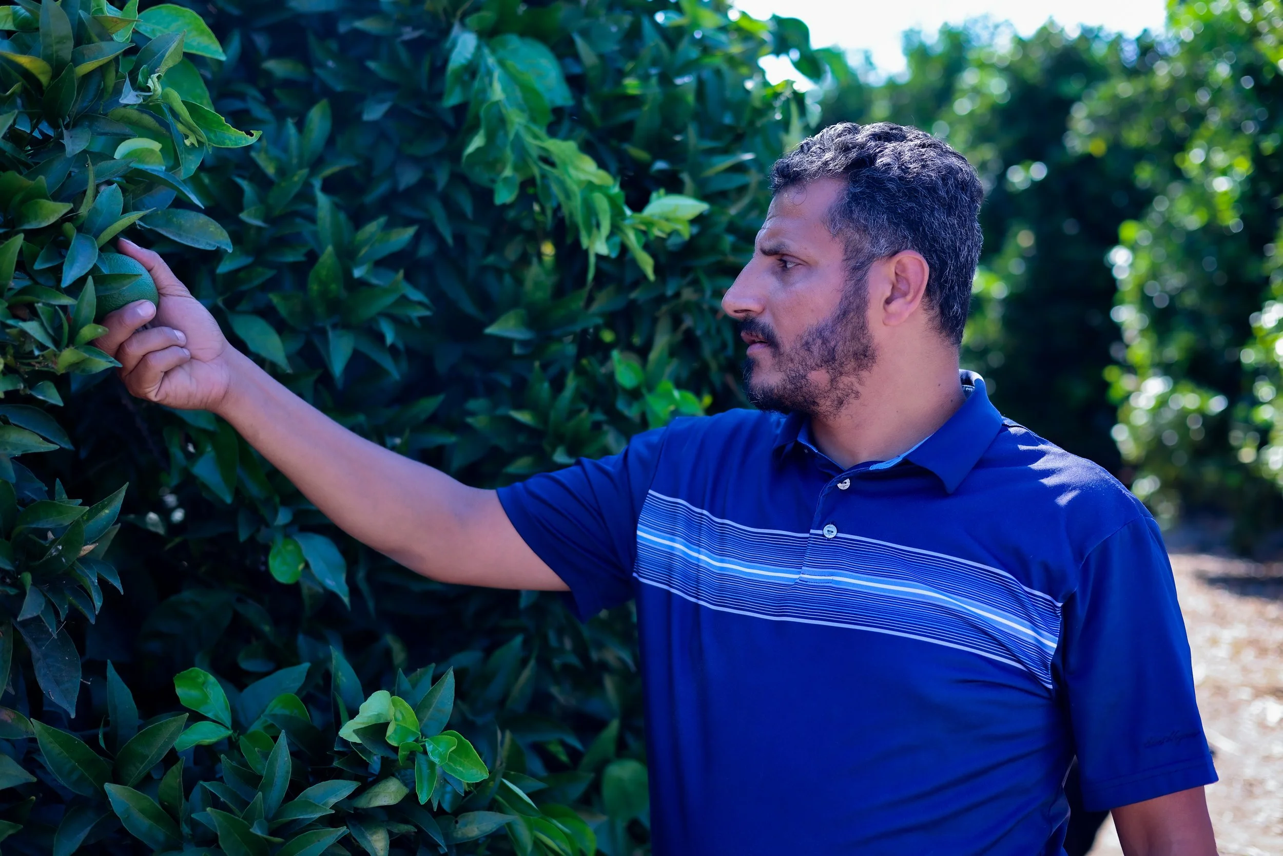 Gamil, a BIPOC farmer inspecting citrus trees in California, ensuring high-quality, fresh produce for Saba Community Food Alliance’s ethical farm-to-table distribution network.