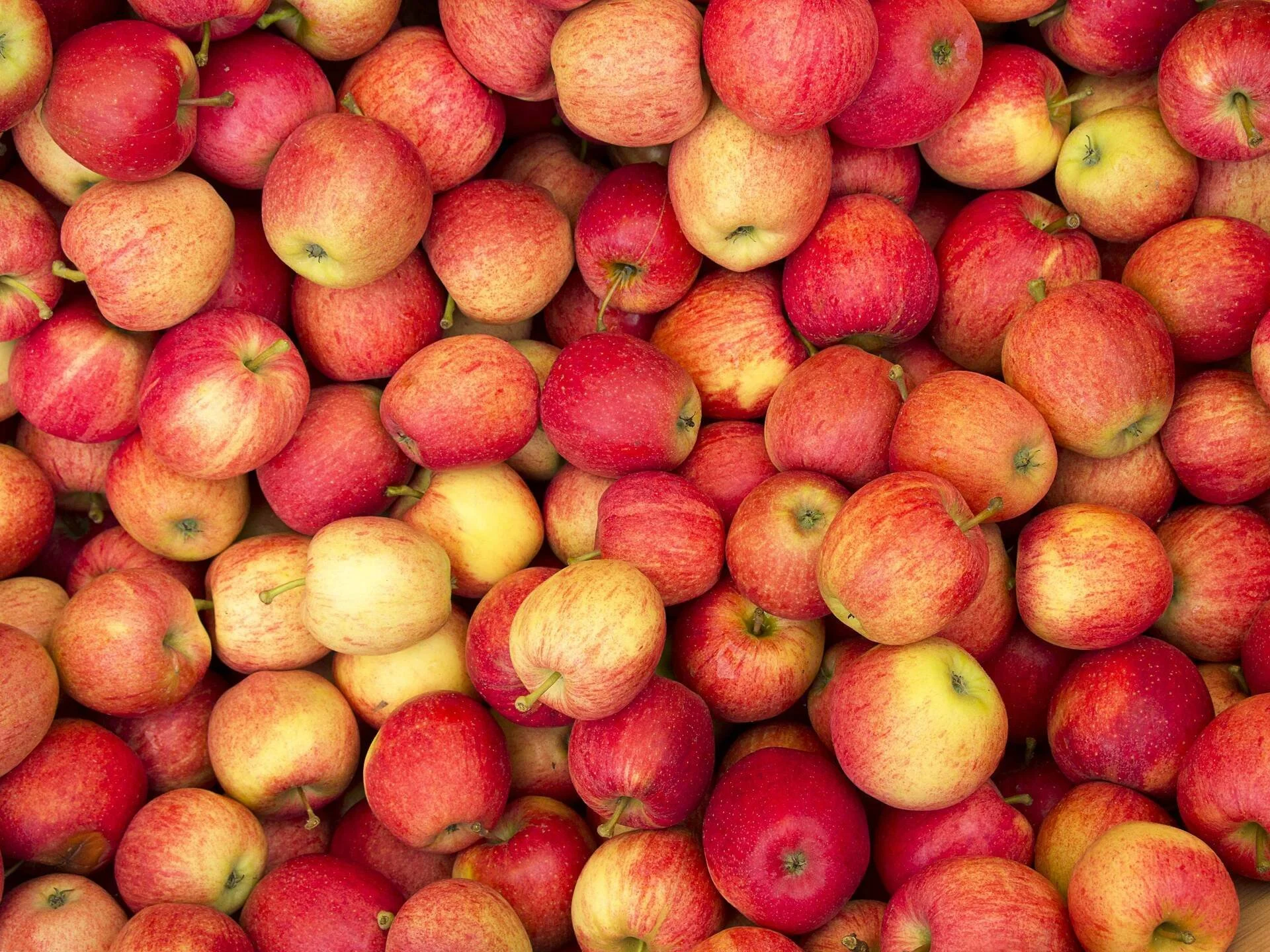 A large pile of red and yellow apples shipped by Community Food Alliance.