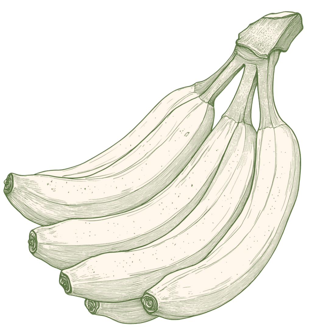 Hand-drawn illustration of a bunch of bananas, representing fresh, ethically sourced produce provided by Saba Community Food Alliance, supporting local food distribution in the Bay Area.