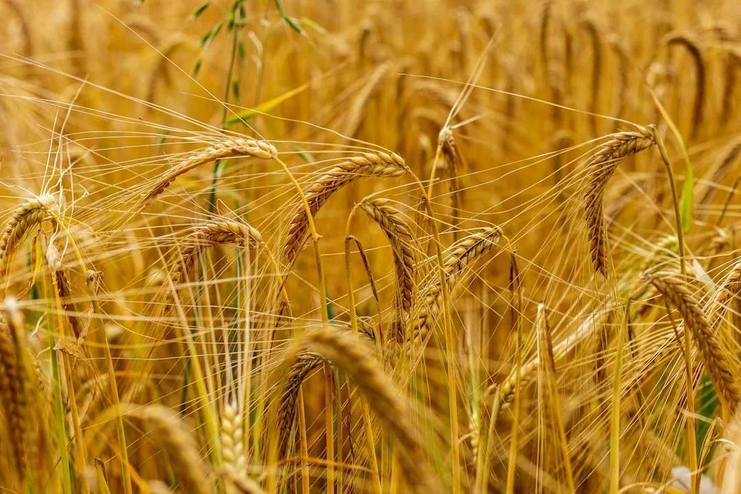 Close-up of golden wheat ready for harvest, with stalks swaying gently in the breeze. The vibrant yellow hues highlight the rich, fertile farmland, showcasing the importance of sustainable farming practices in producing high-quality grain.