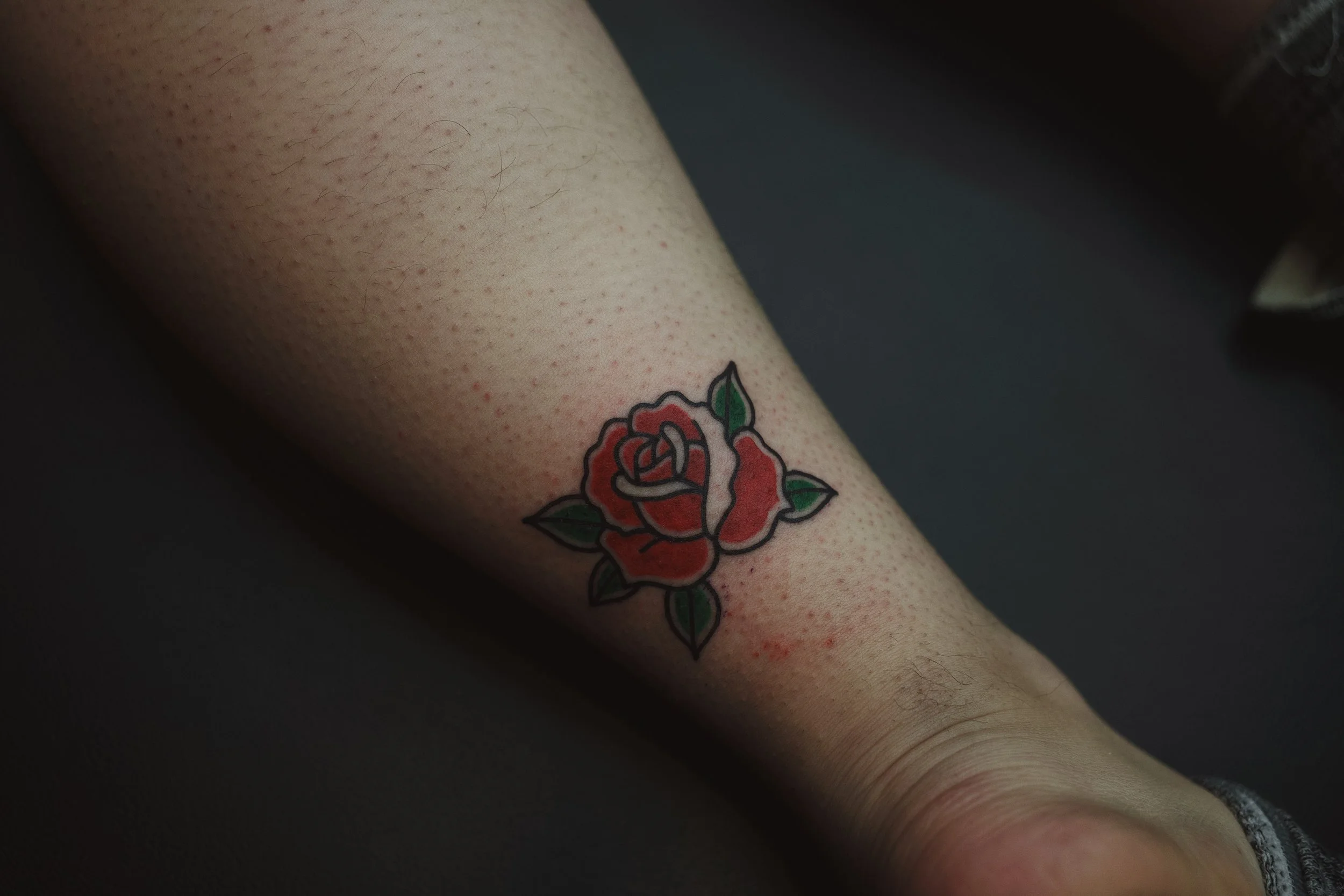 Traditional Rose