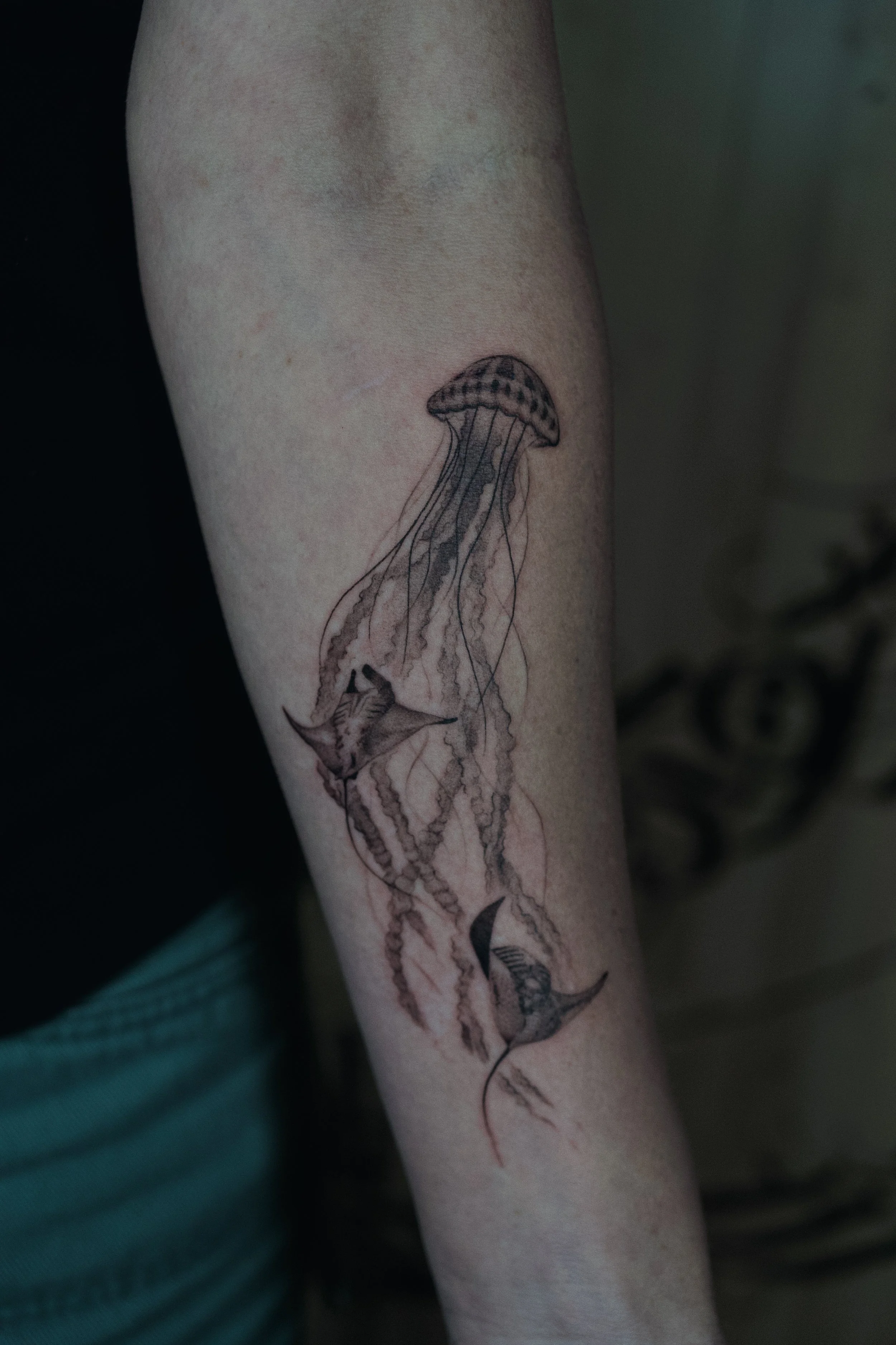 Jellyfish and Manta Ray