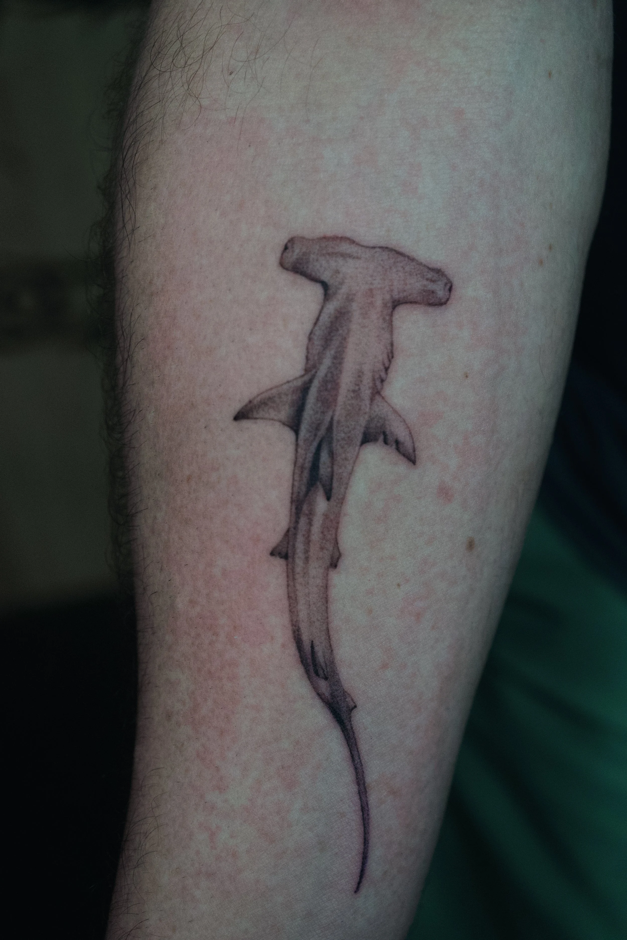 Hammerhead Shark