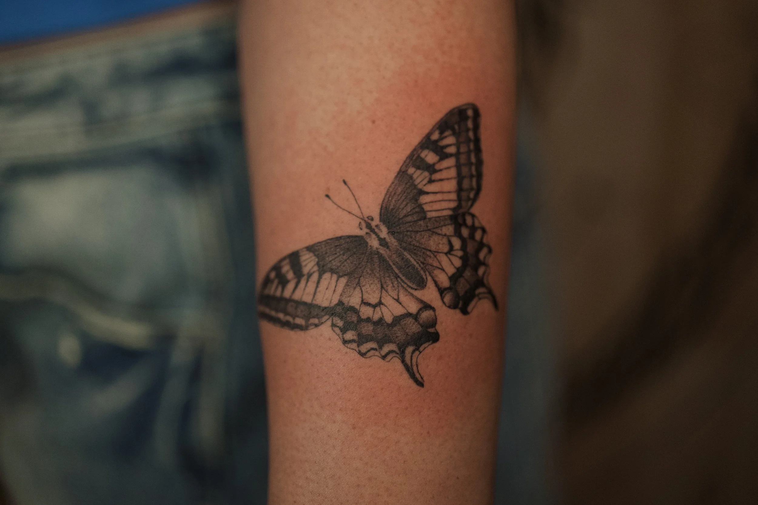 Eastern Tiger Swallowtail Butterfly