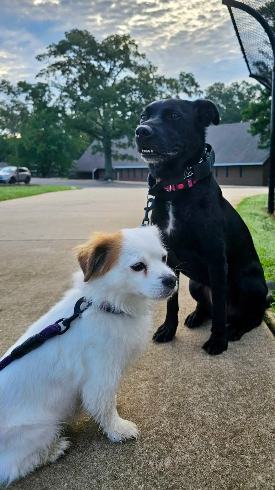 Picture of black lab, border collie mix and king charles cavalier mix with trees in the background.