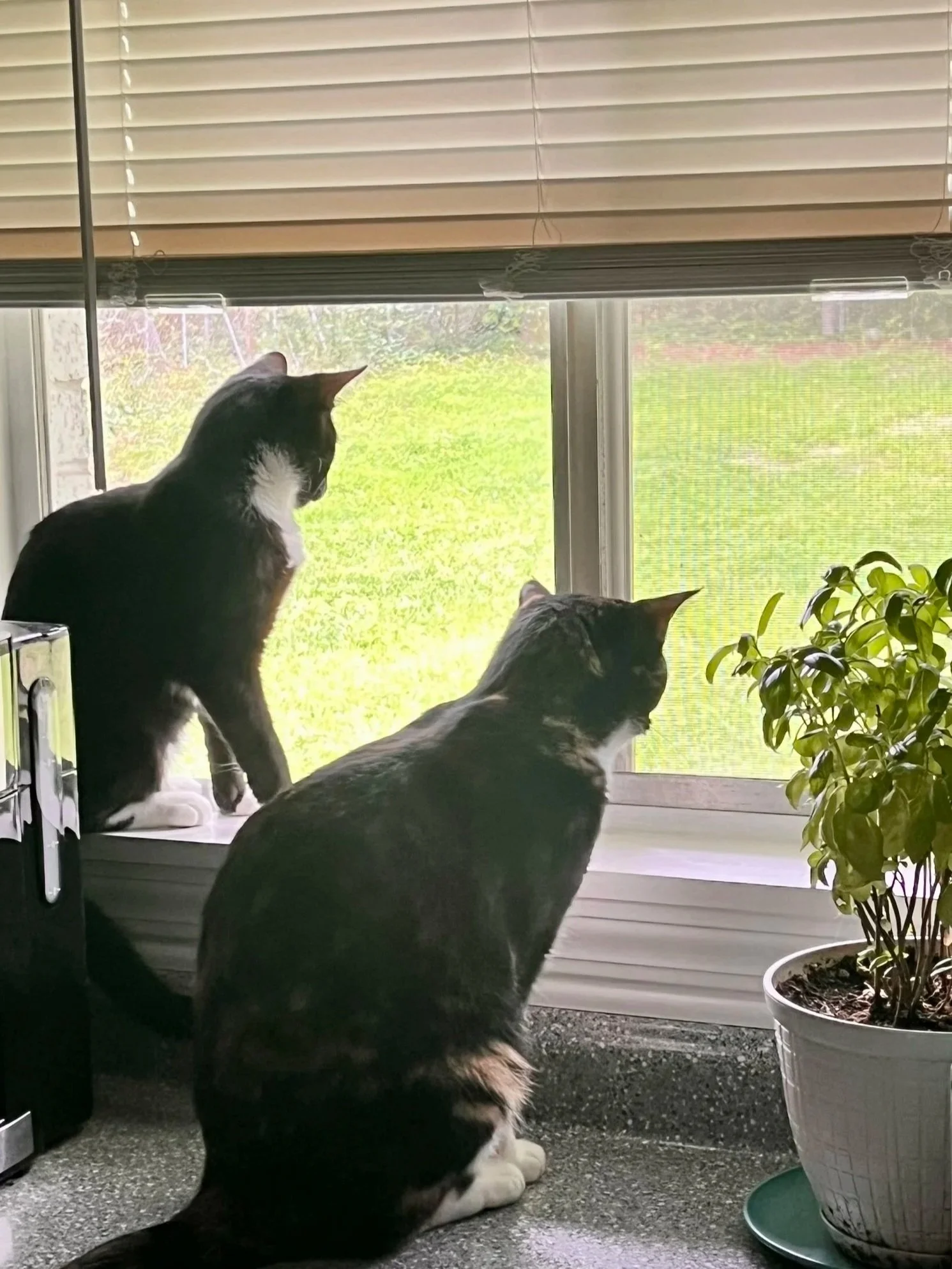 Image of two cats looking out window.