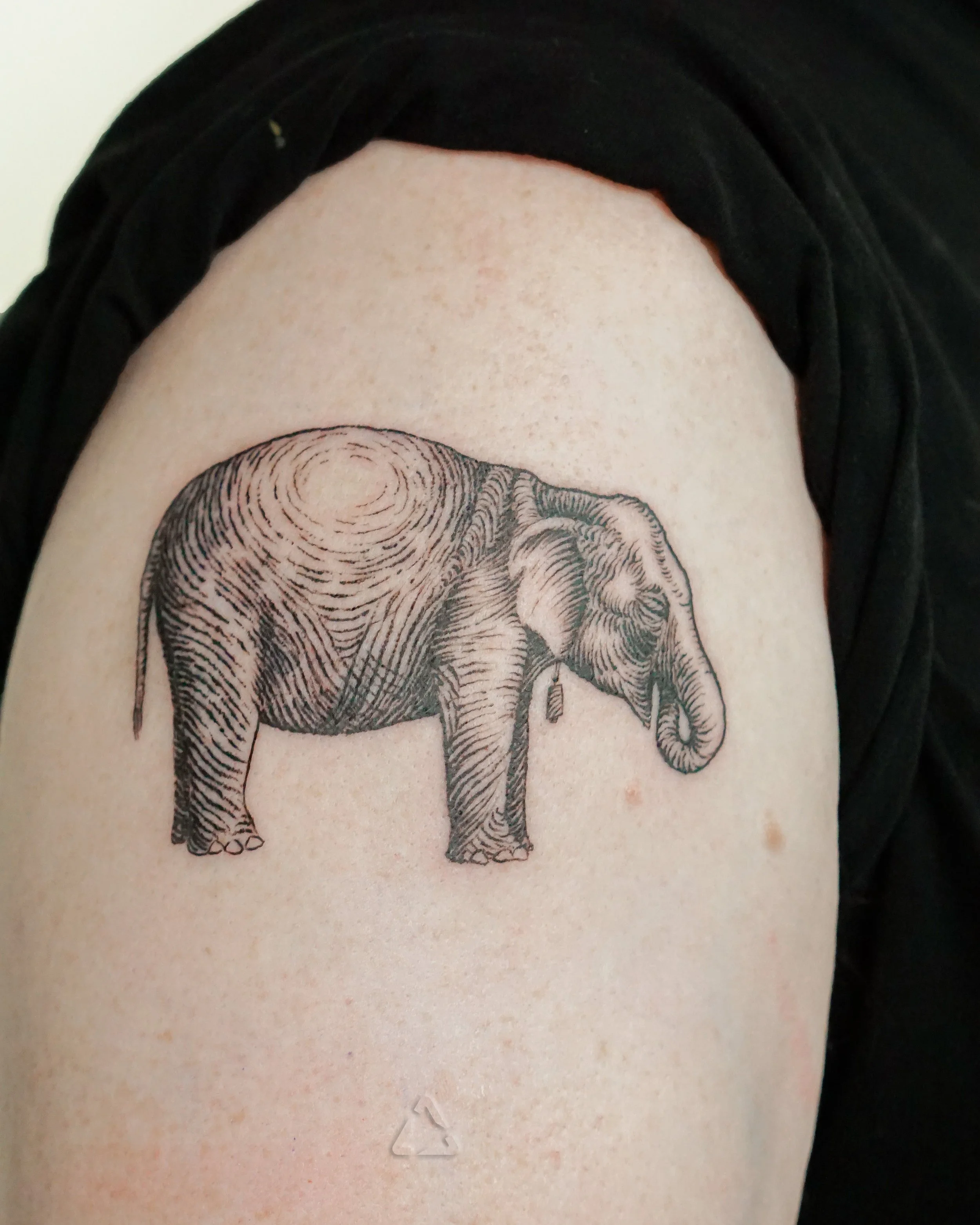 elephant.jpg