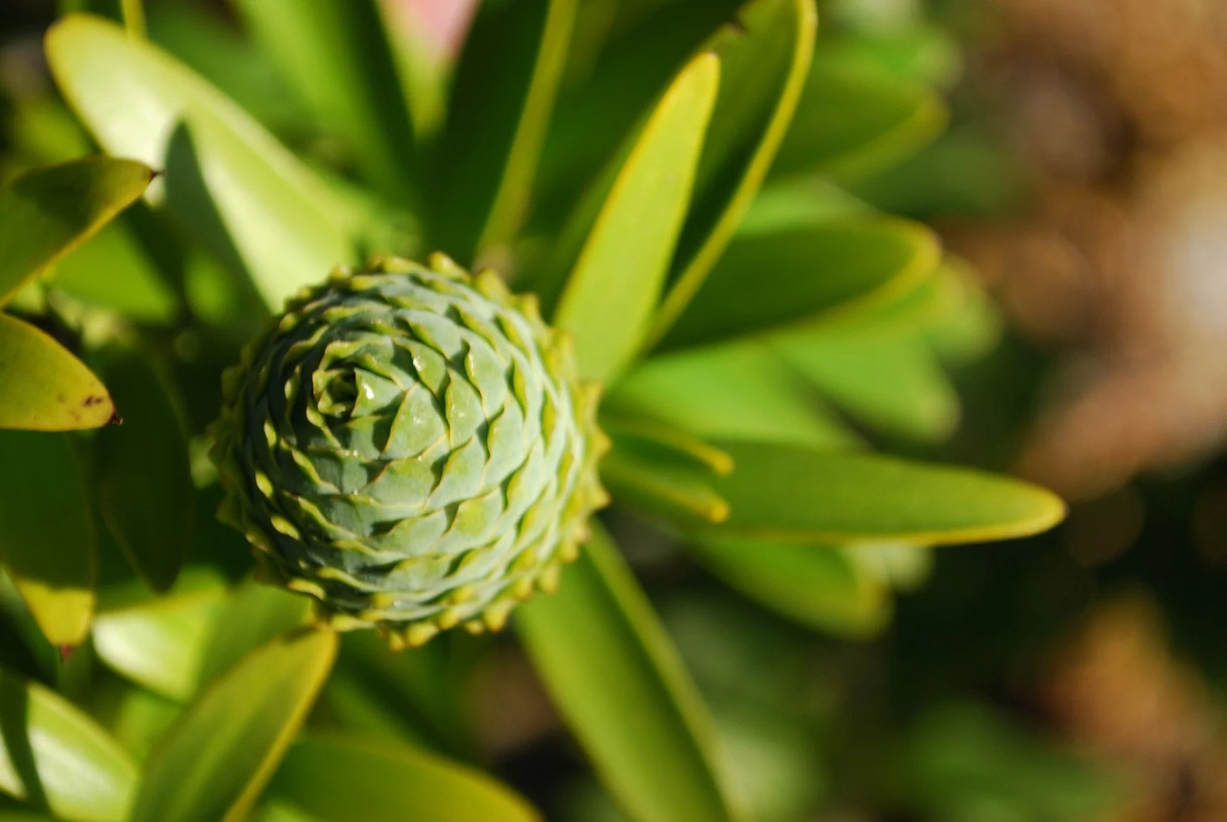 Close-up of a young green pine cone surrounded by green pine needles.