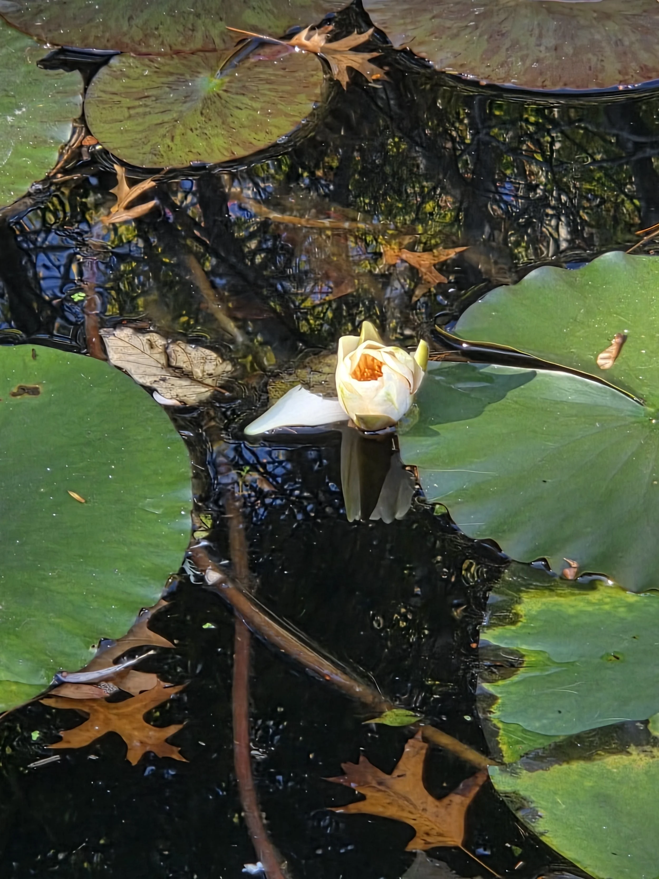 A floating white water lily flower with yellow center on a pond, surrounded by lily pads and fallen leaves, with reflections of trees on the water surface.