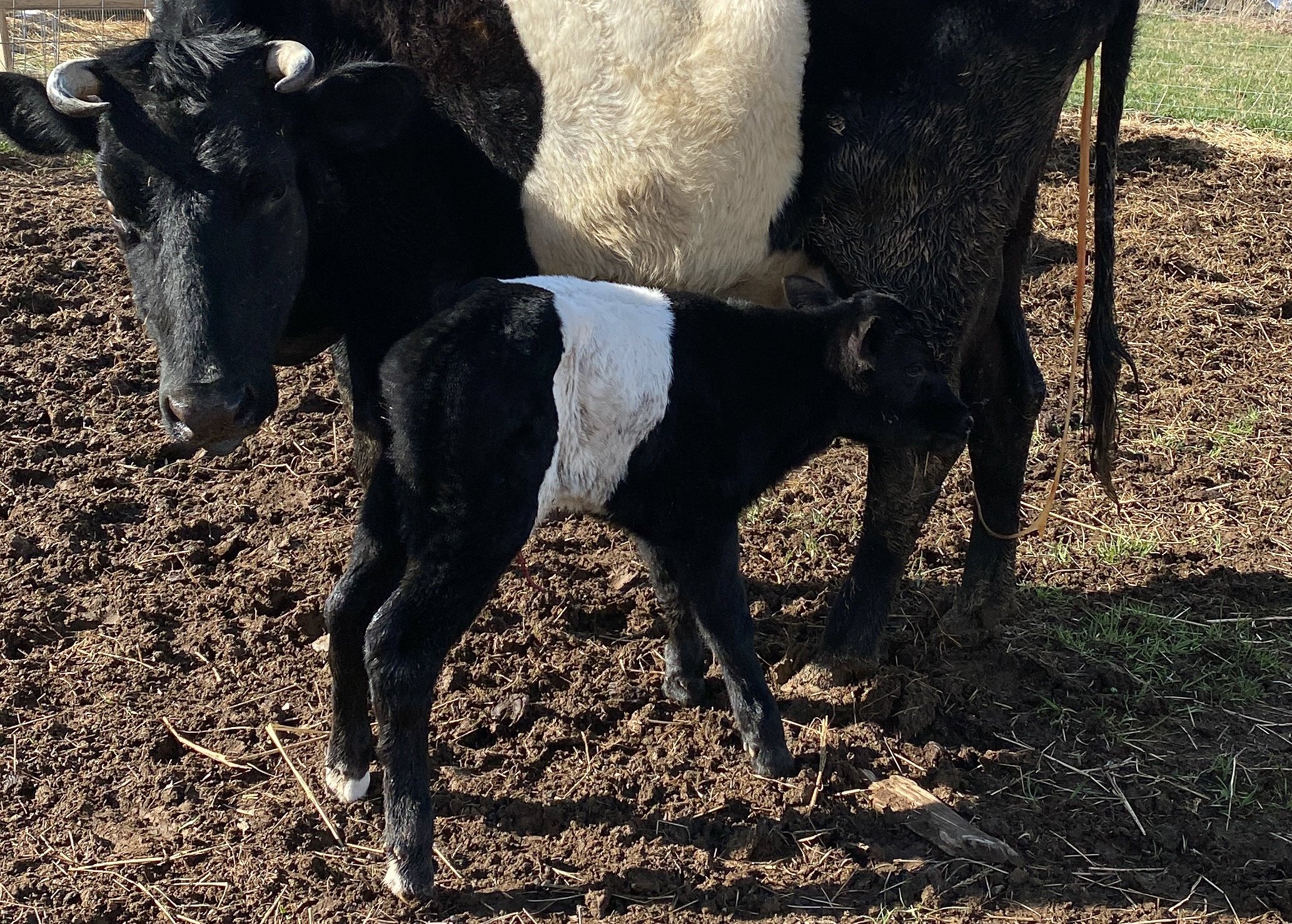 Hard days on the farm