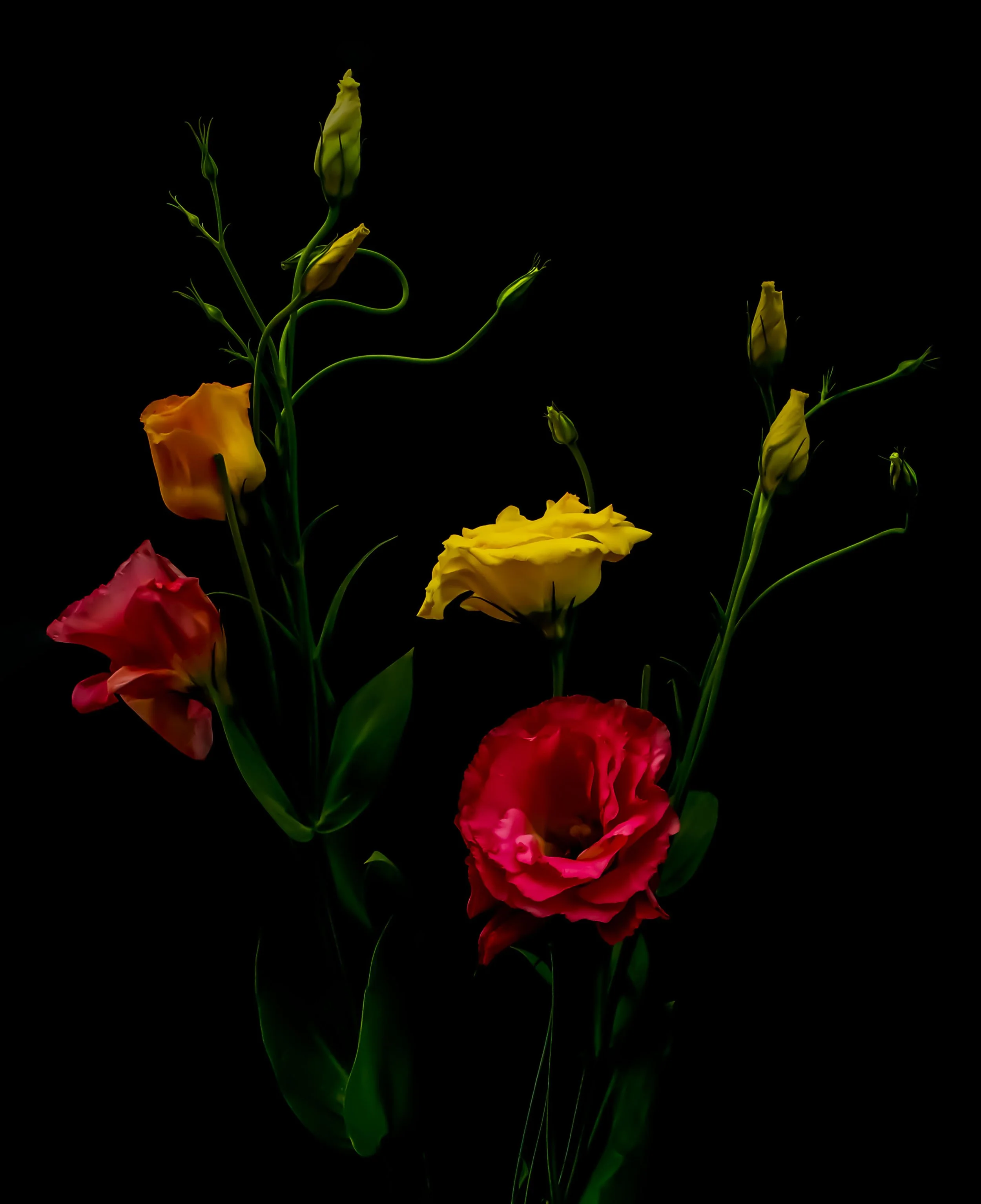 still life - 152.JPG