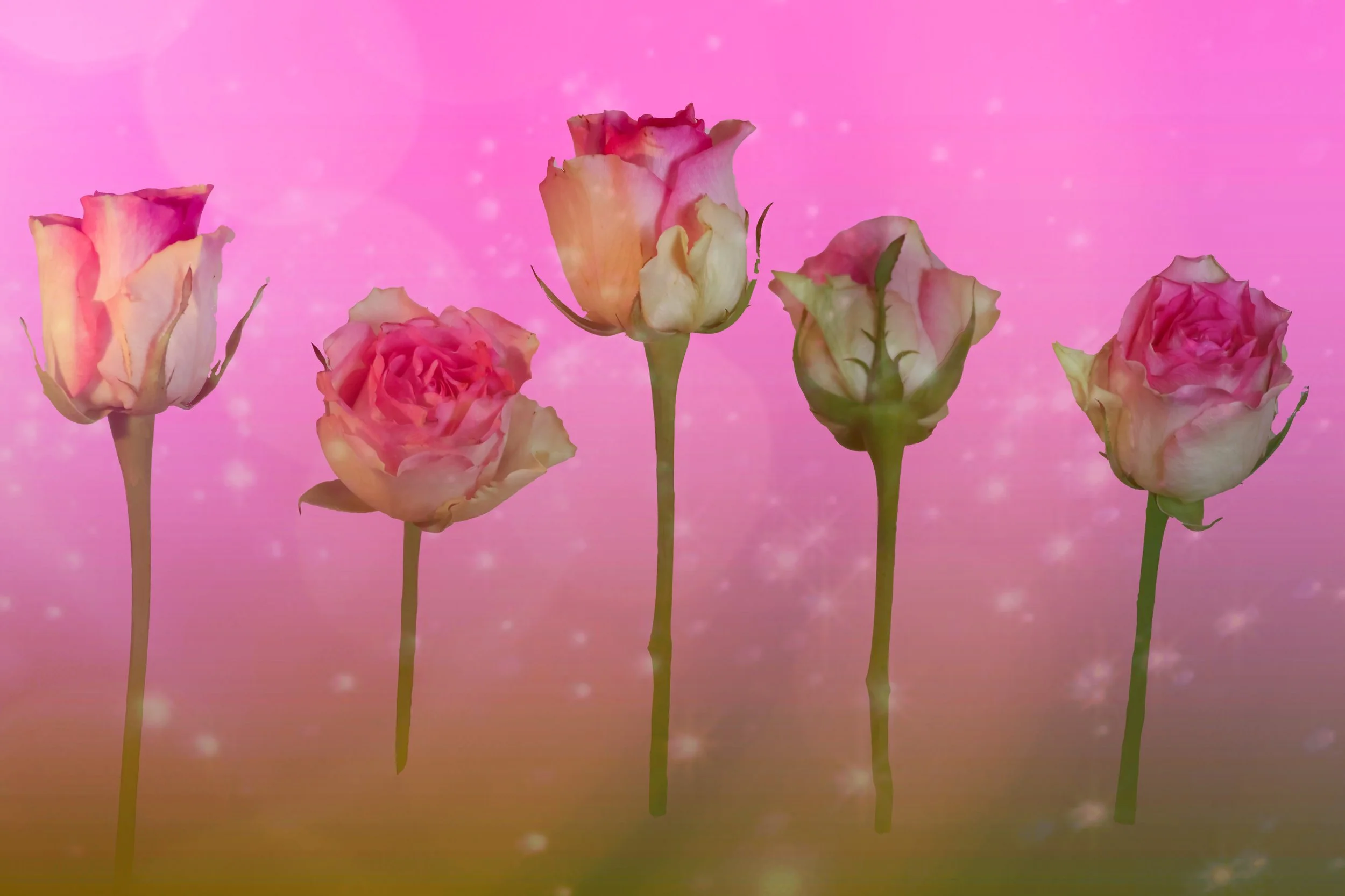 still life - 119.jpeg