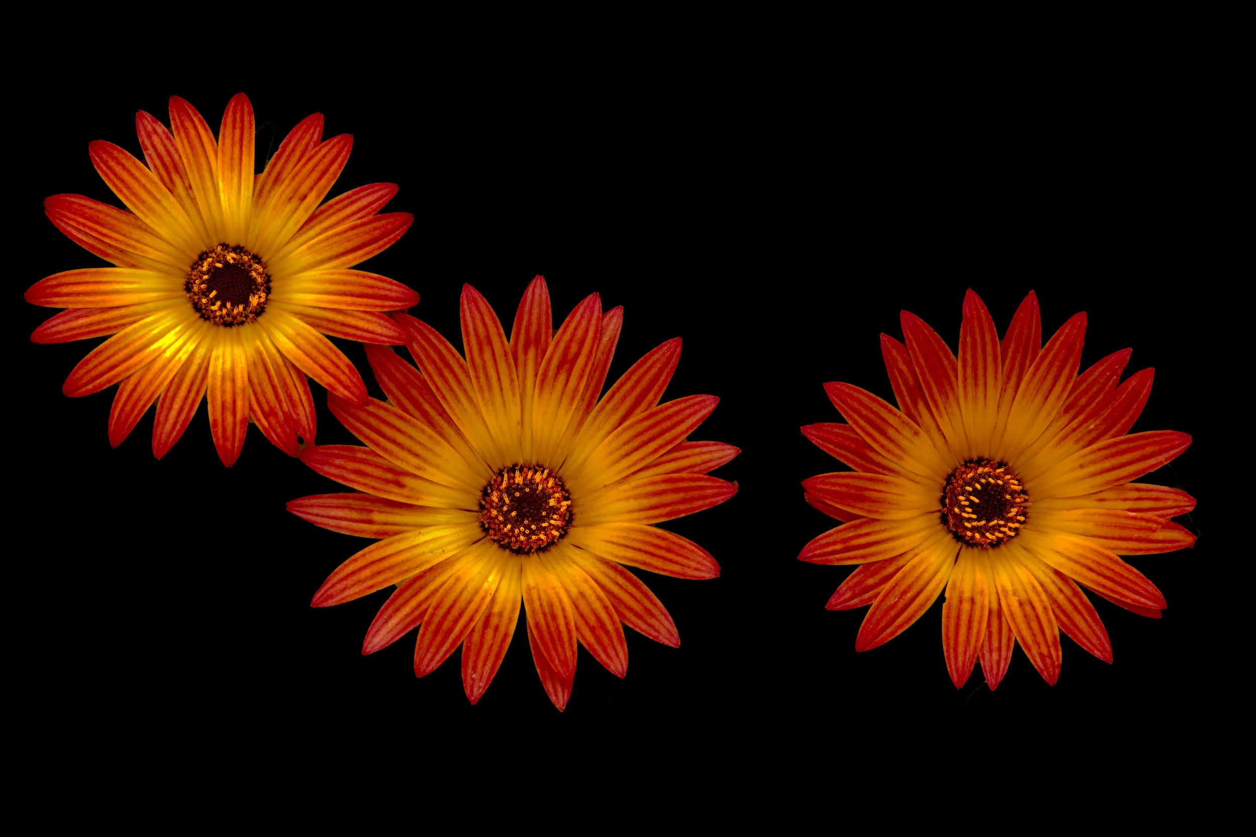 still life - 121.jpeg