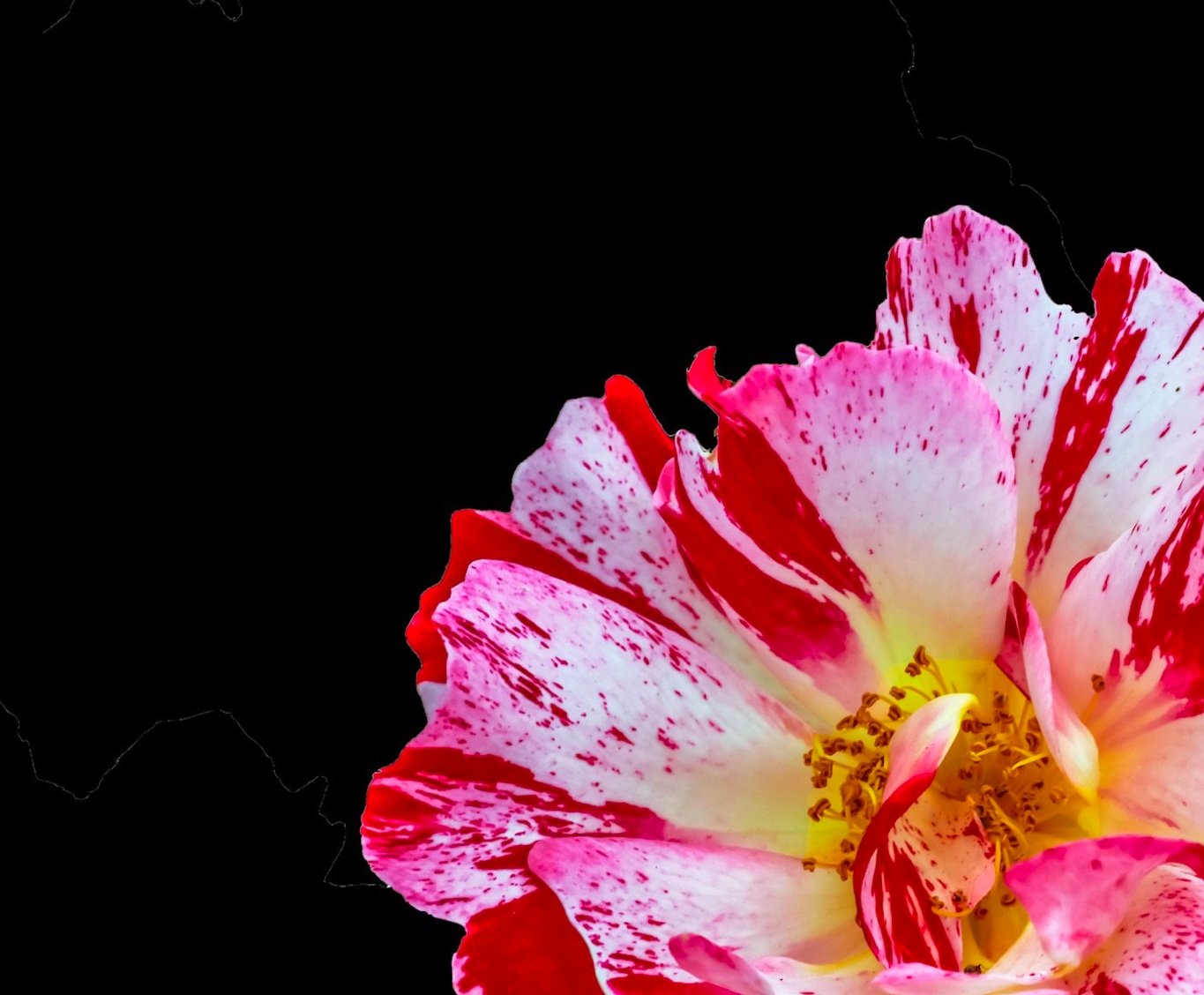 French Rose
Ref: P-20