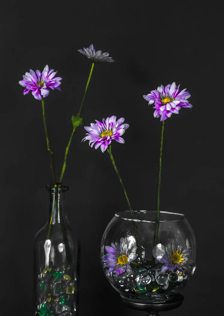 LS-00186Untitled (Four Lavender Purple Spray Mums on Black Background) · Still Life · 2024