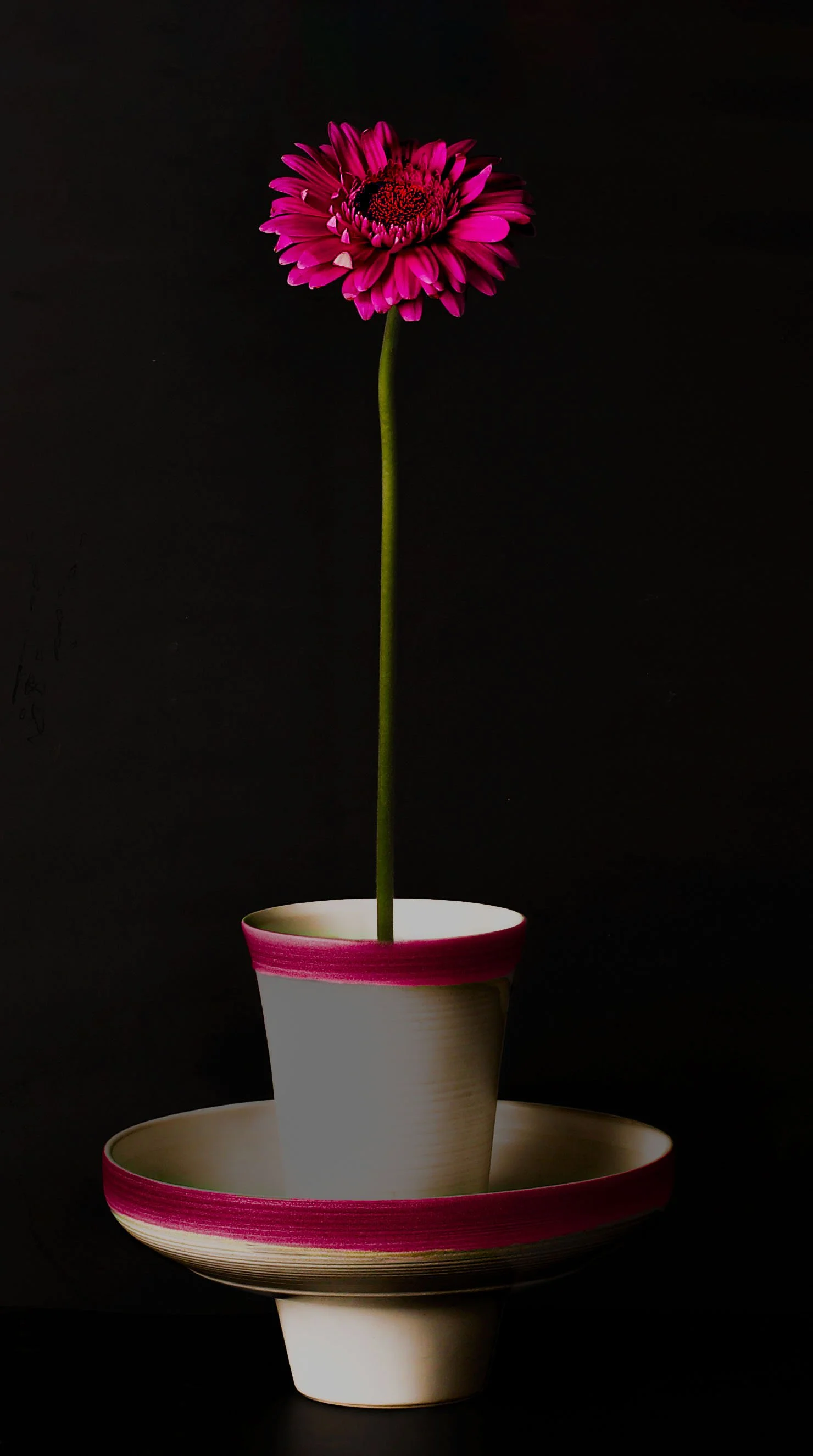 still life - 216.jpg