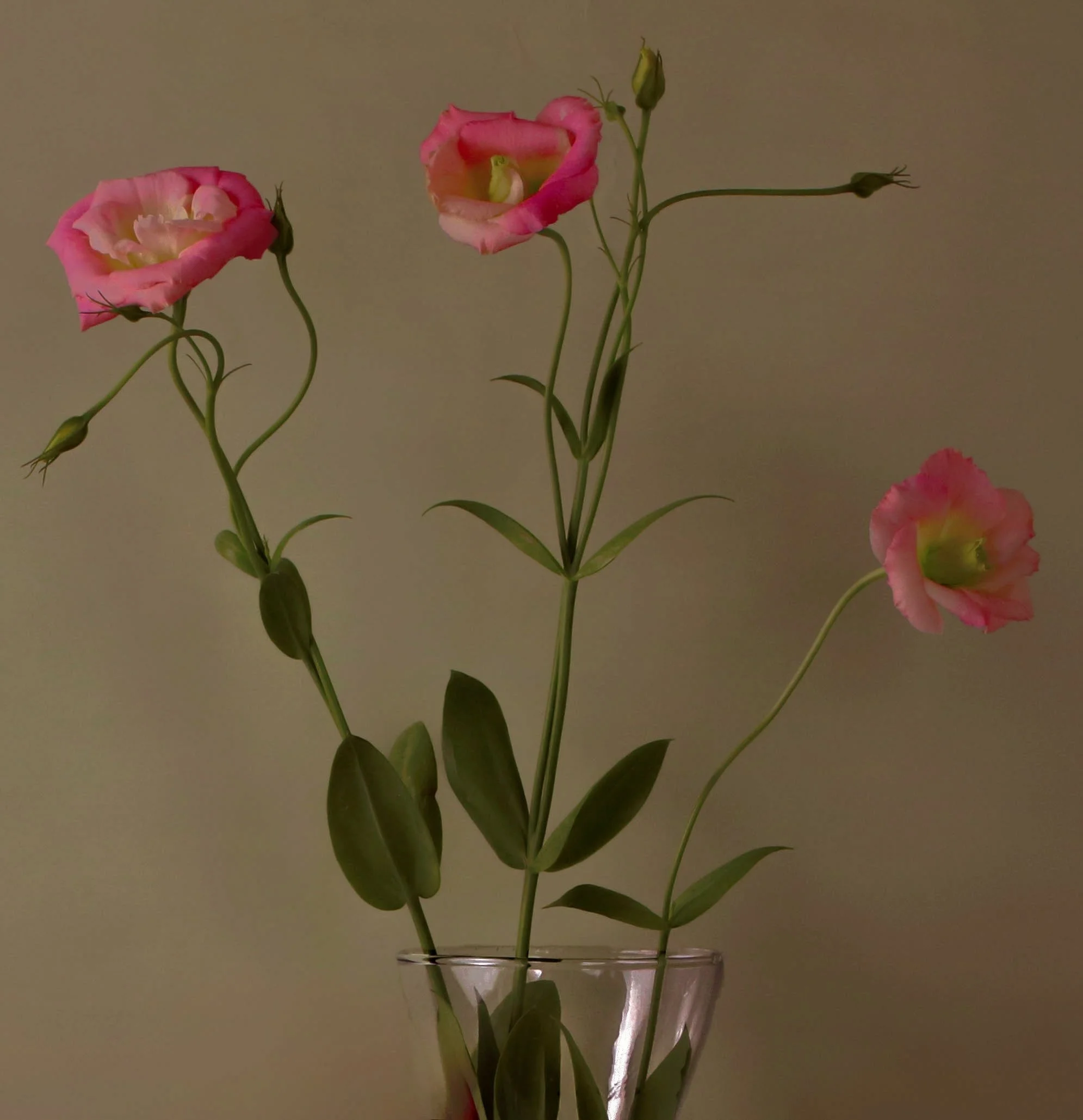 LS-00174Untitled (Three Pink  Lisianthus on Warm Taupe Background) · Still Life · 2024