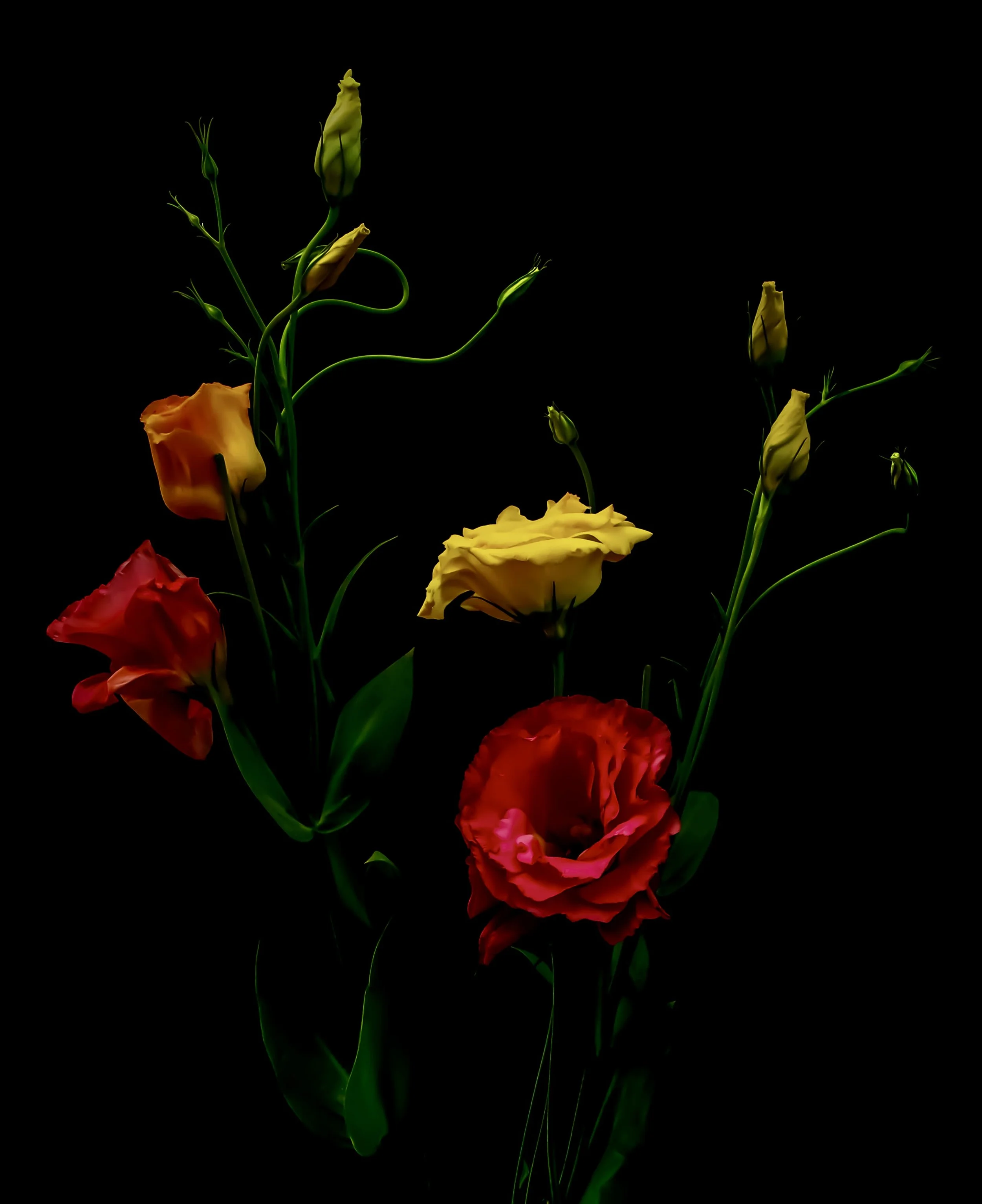 LS-00181Untitled (Red and Yellow Lisianthus in Phases of Bloom on Black Background) · Still Life · 2024