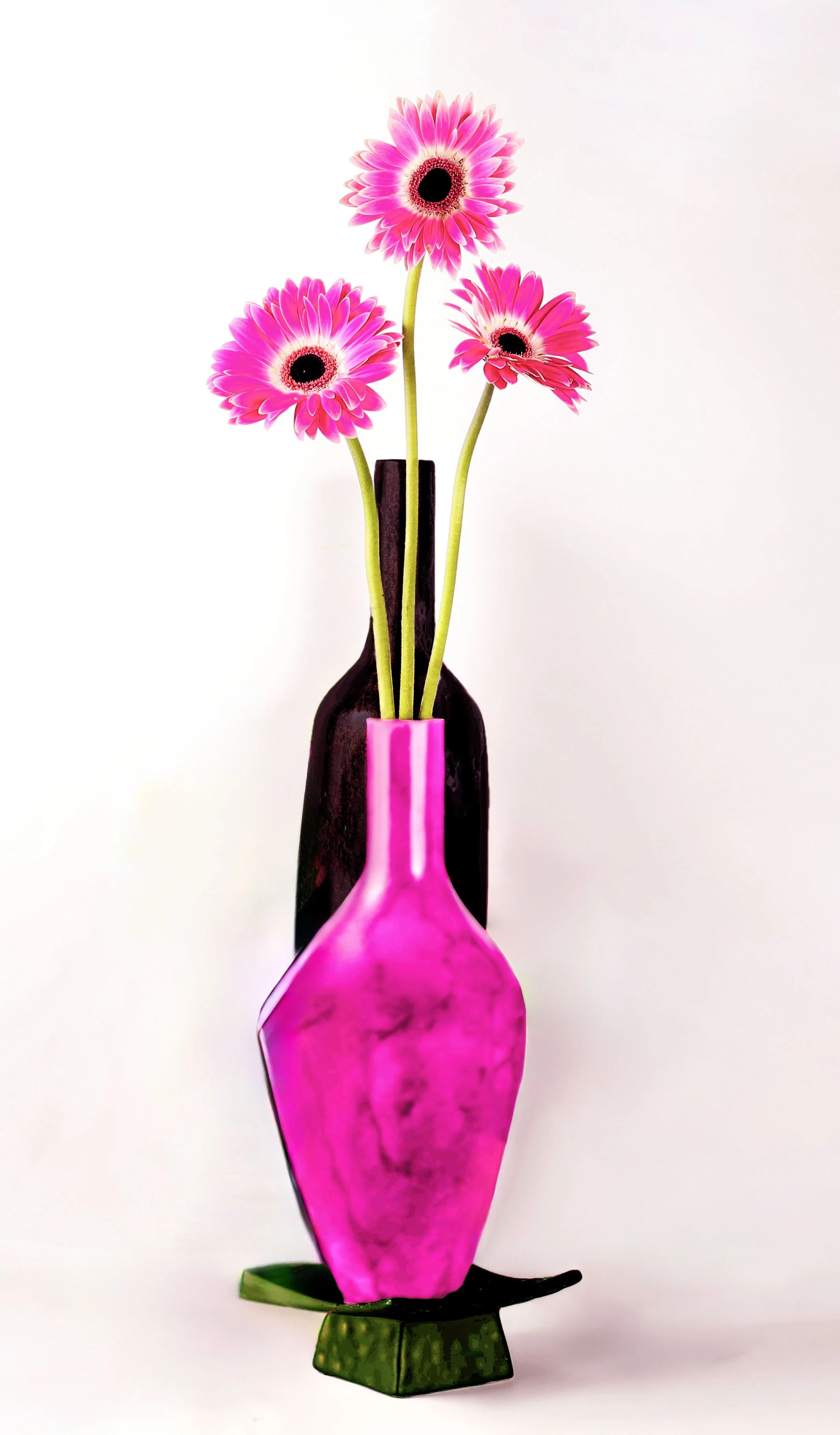 LS-00182Untitled (Pink Barberton Daisies on White Background) · Still Life · 2024