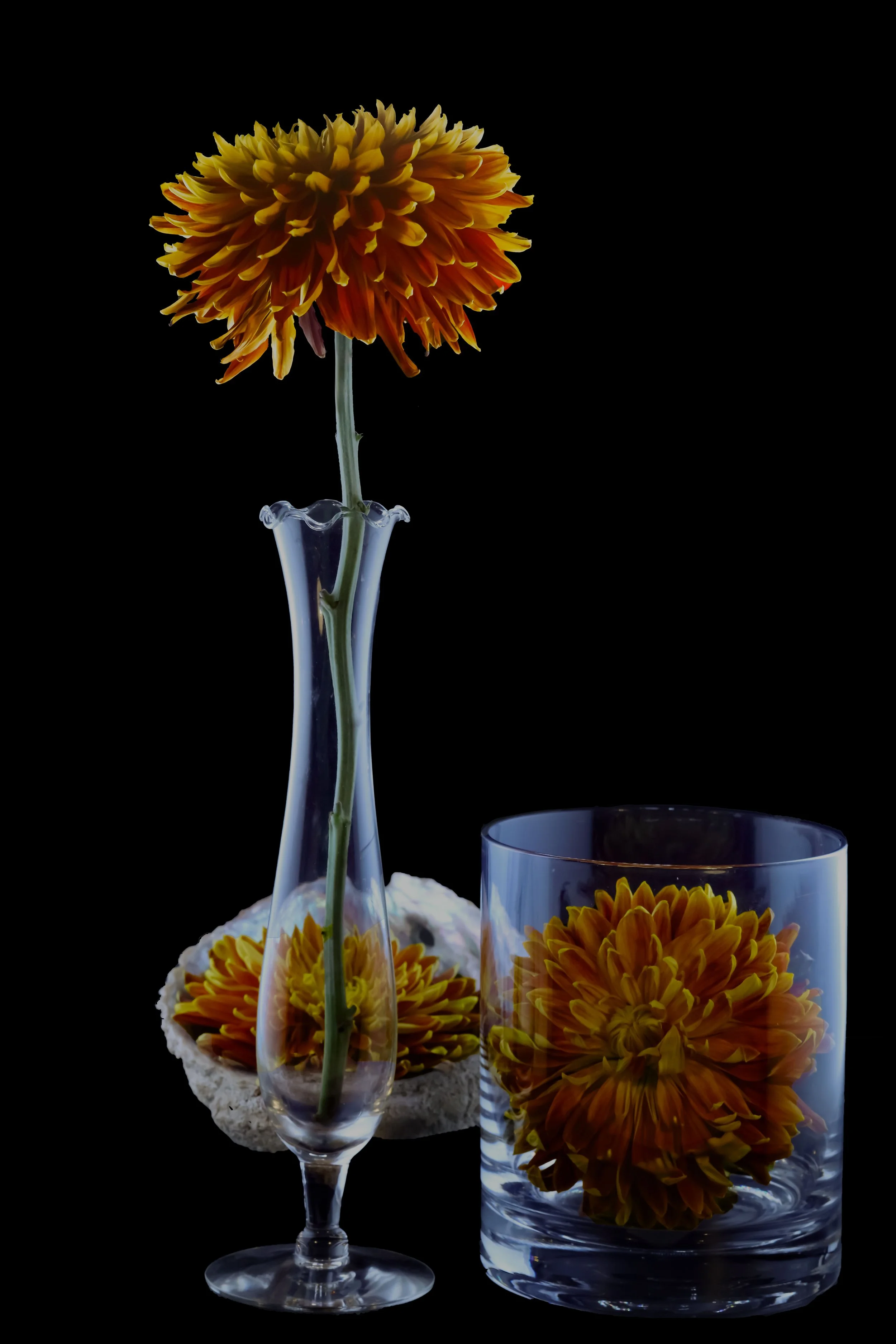 LS-00185Untitled (Three Yellow Orange Barberton Daisies on Black Background) · Still Life · 2023
