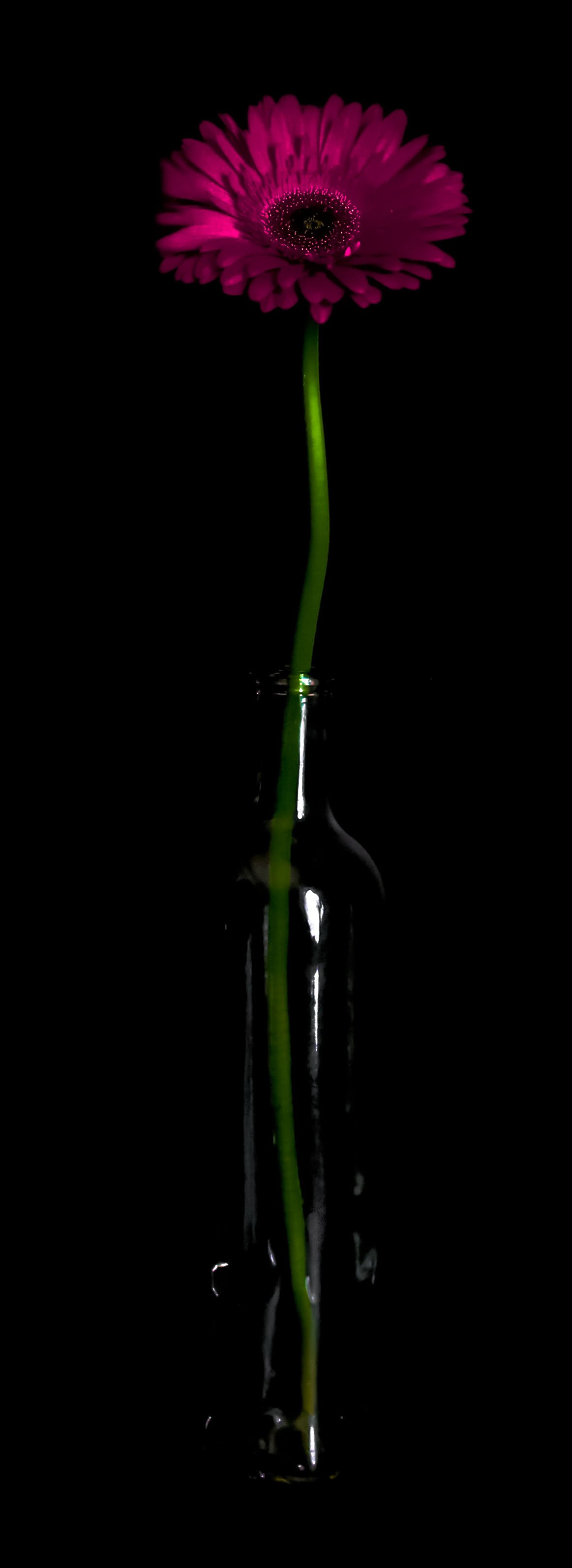 still life - 146.JPG