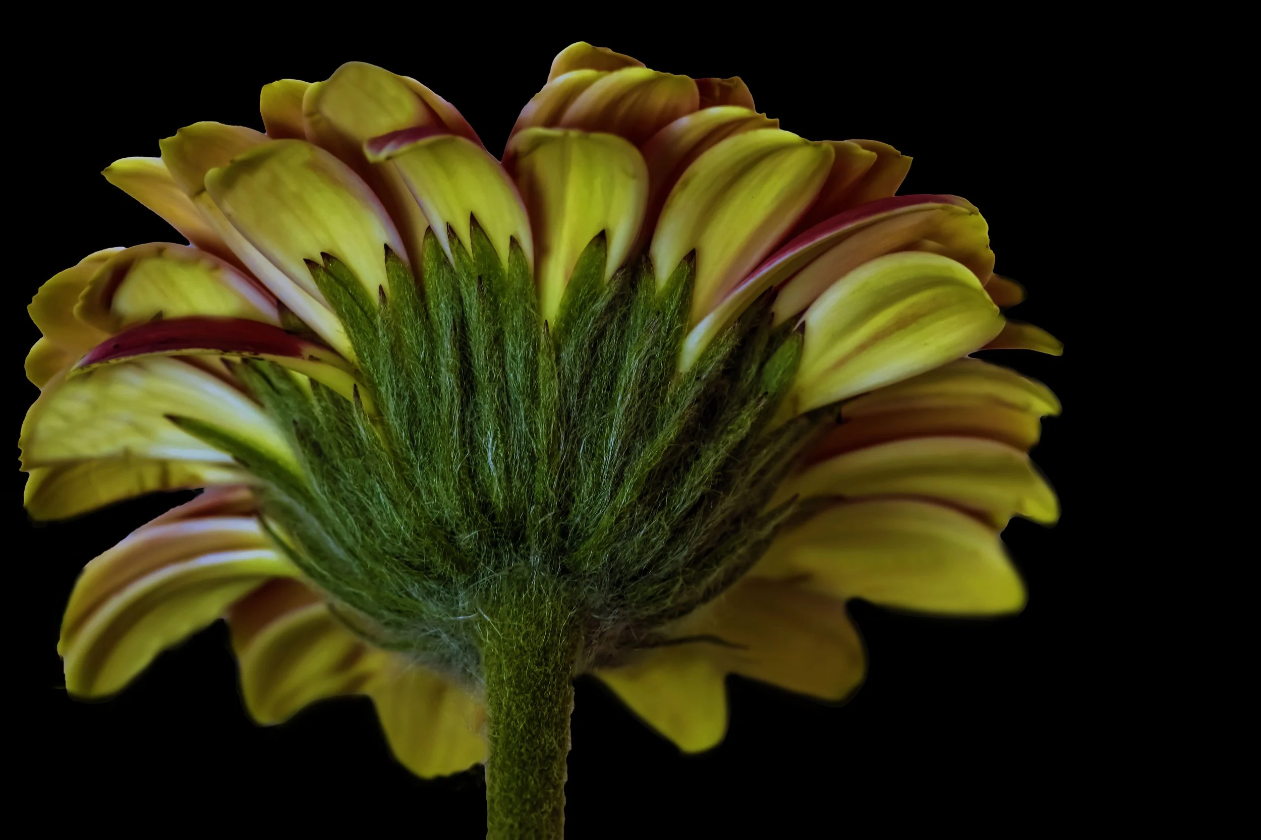 Barberton Daisy
Ref:P-58