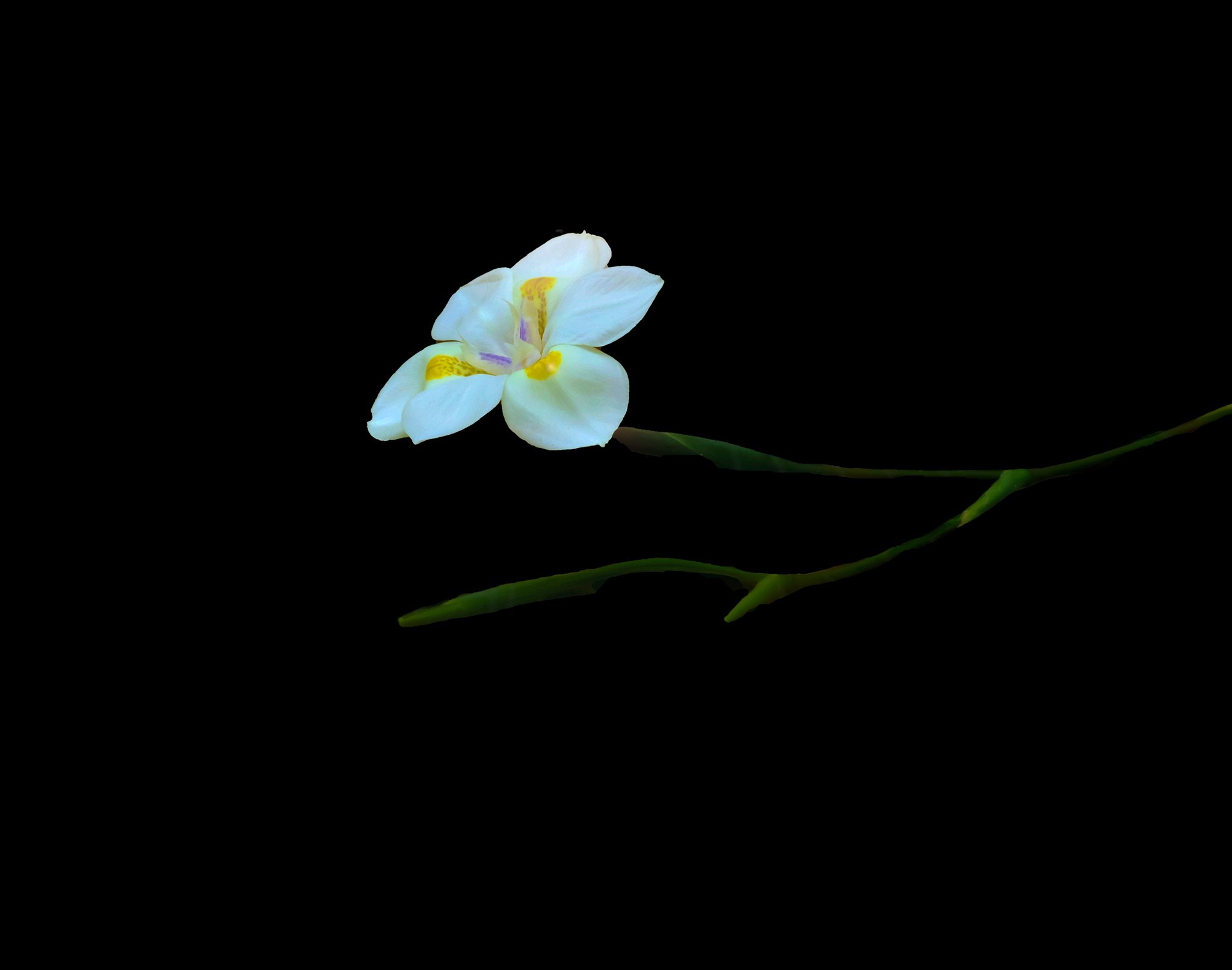 African Iris , published on 1x.com
Ref:P-09