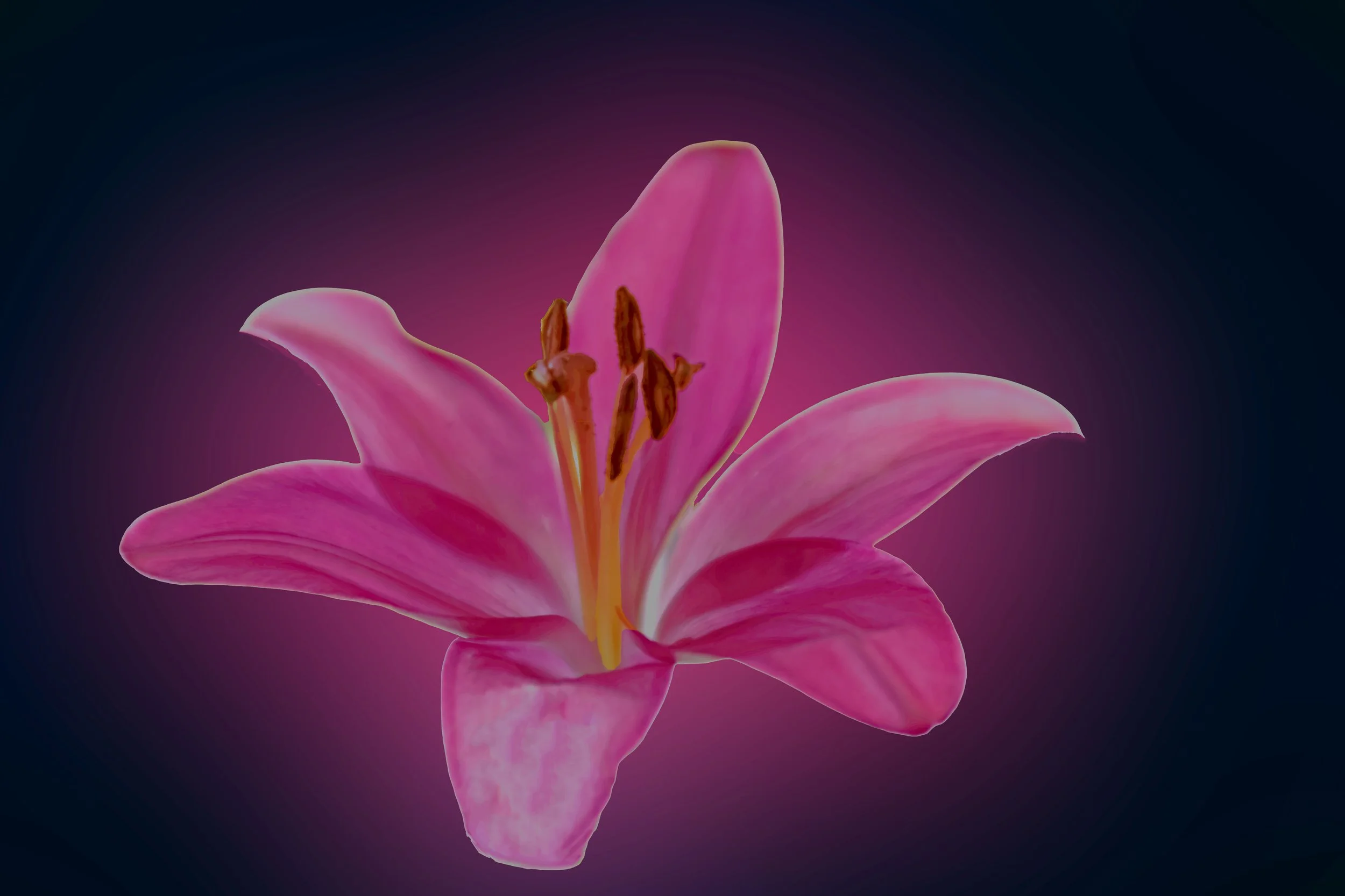 Belladonna Lily
Ref:P-80