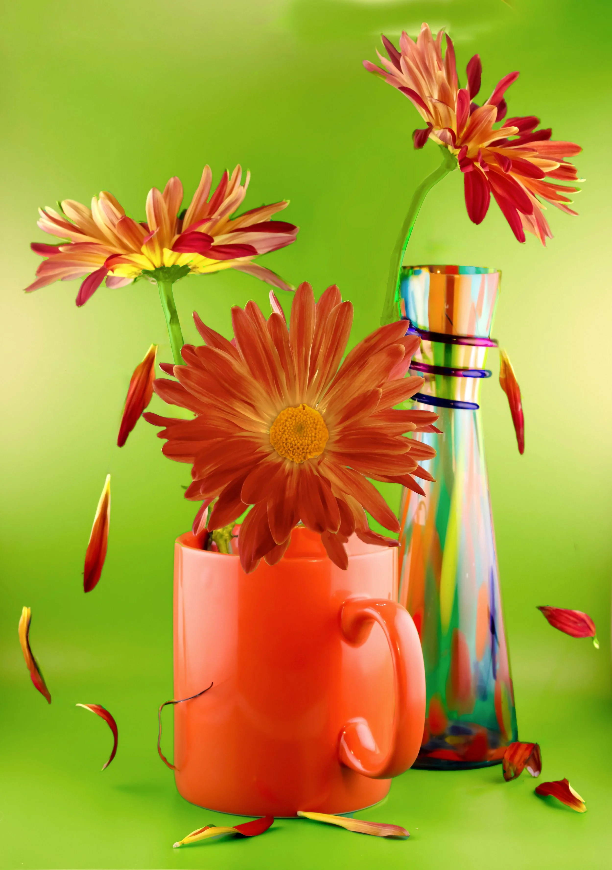 2023_09 African Daisy. September, 2023 . Yuma AZ 00001-Edit-Edit.jpg