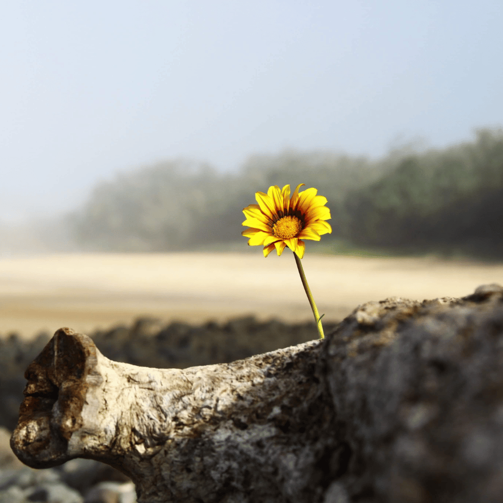 Is Hope Fluffy? Or Is It a Legitimate Leadership Strategy?