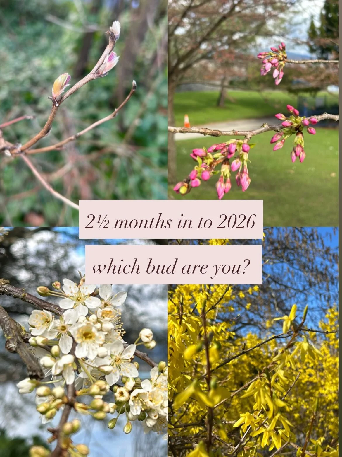 Reflecting on the lessons that nature teaches. Everything in its right time. 

As the last slide says, 
You&rsquo;re blooming too. Slowly, beautifully, in your own way. 🌷

Your next season is inevitable.
