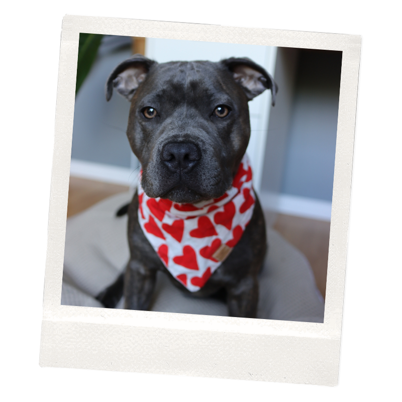 A gray pit bull dog wearing a red and white bandana with hearts, sitting indoors on a cushion.