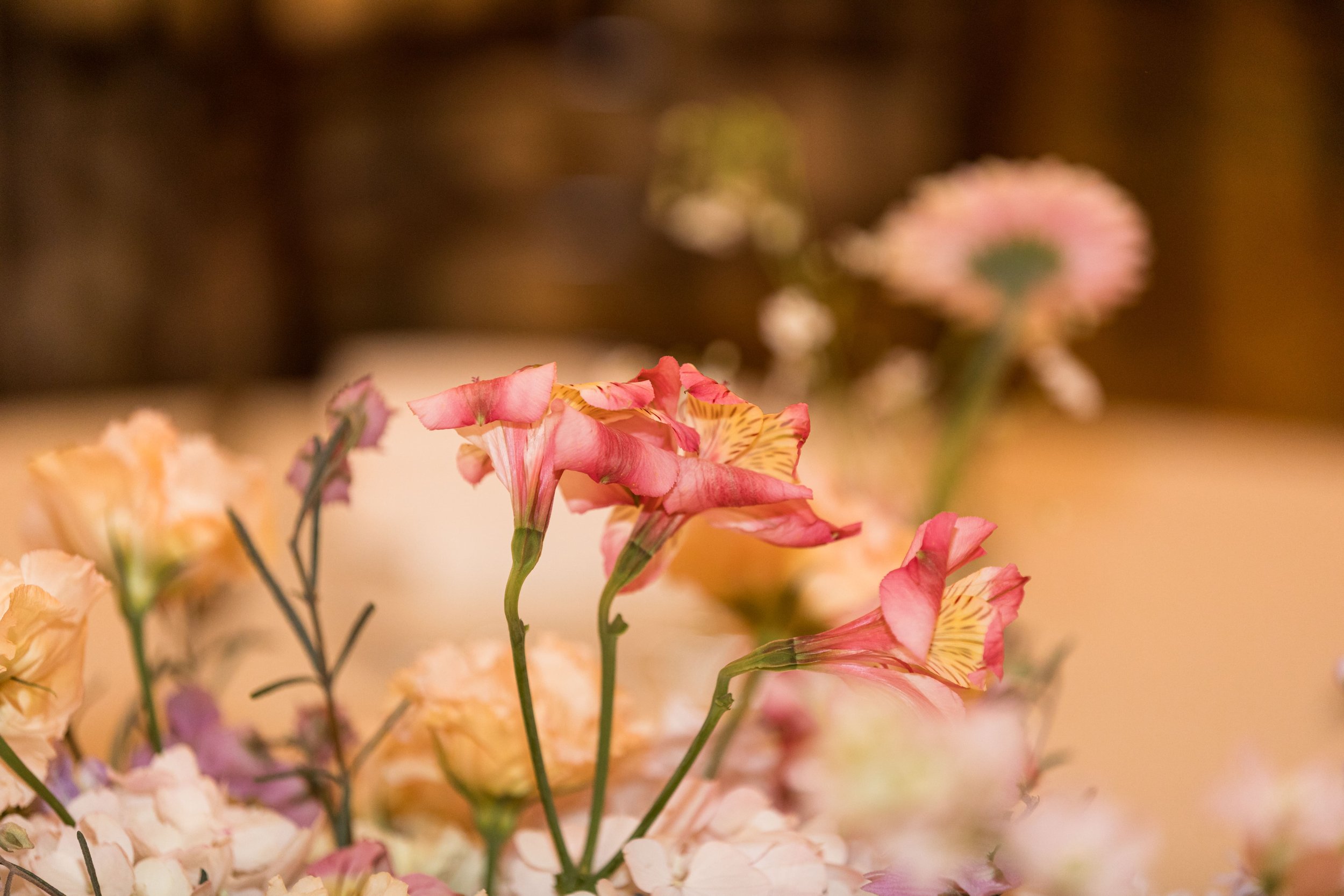 1036-011026IdabyTomKeene©LADigitalPhoto-.jpg