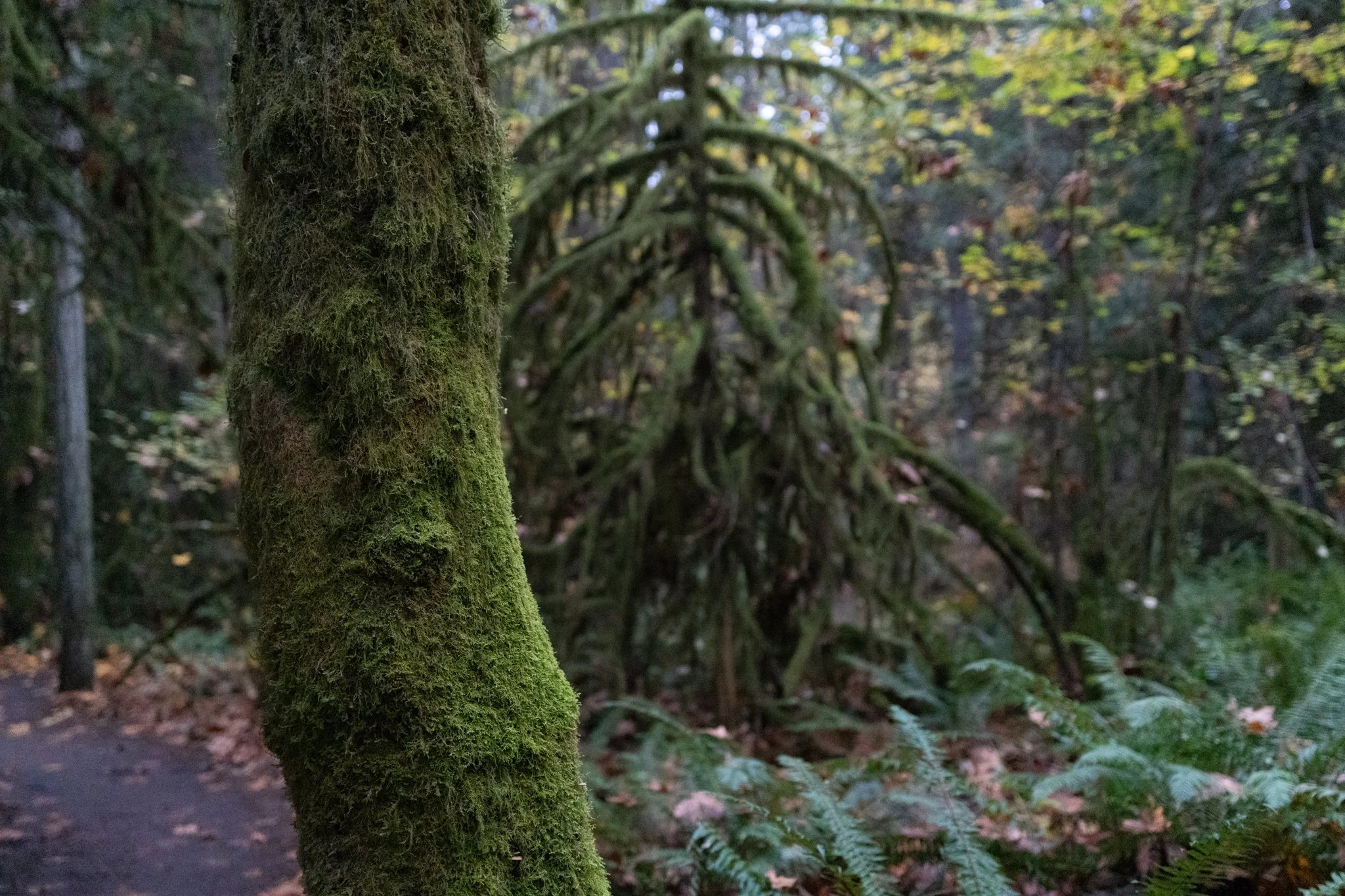 Somatic-Therapy-Bainbridge-Island-1.jpg