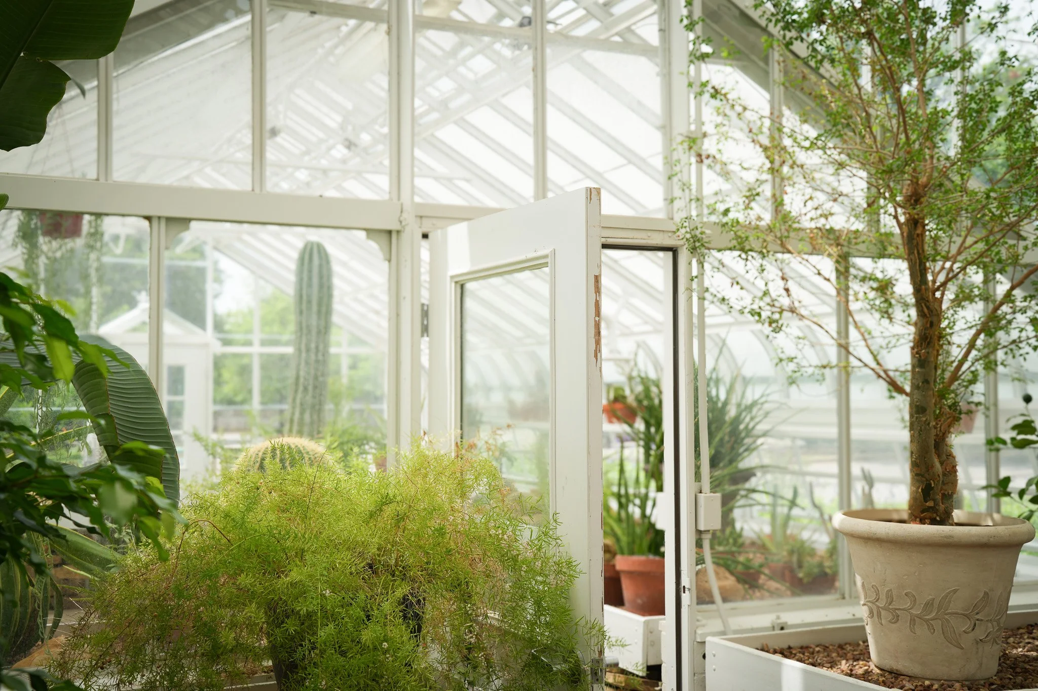 Inside a greenhouse with various potted plants, including a large potted tree and a cactus, with a white door open to an outdoor garden area.