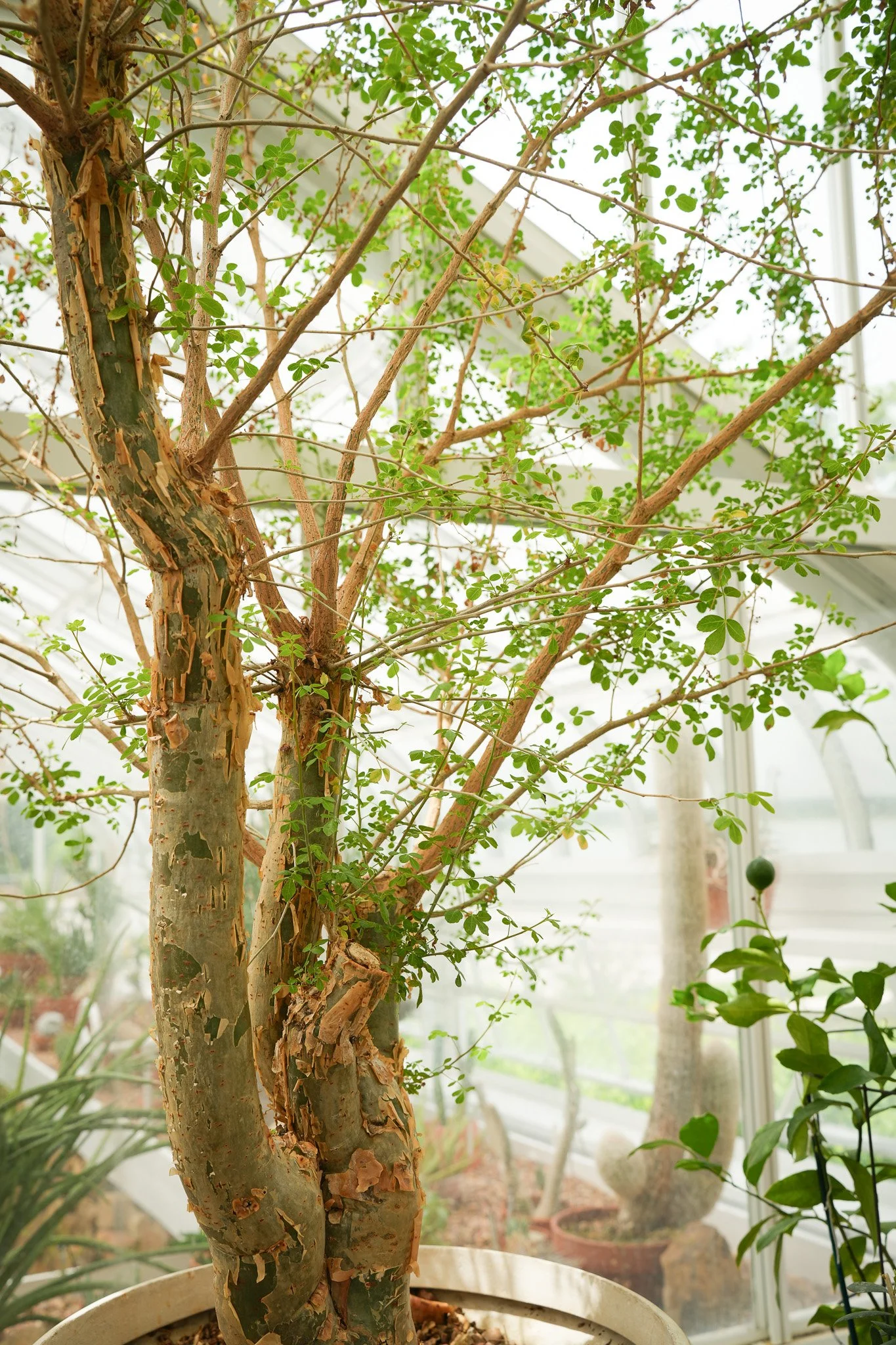 A potted indoor plant with a mottled, peeling bark trunk and small green leaves, set in a bright greenhouse or conservatory with other potted plants and windows in the background.