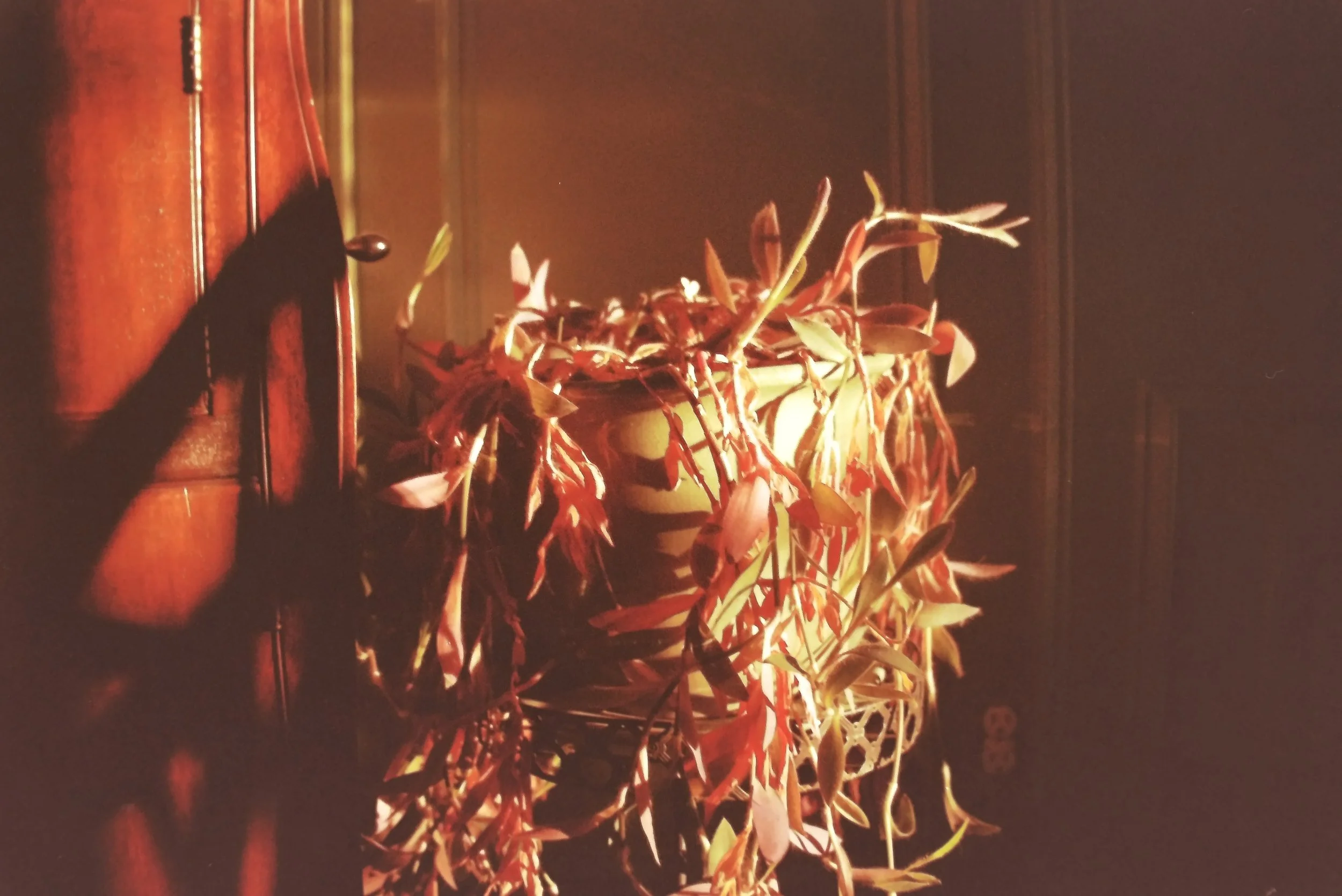 IMAG0219.JPG