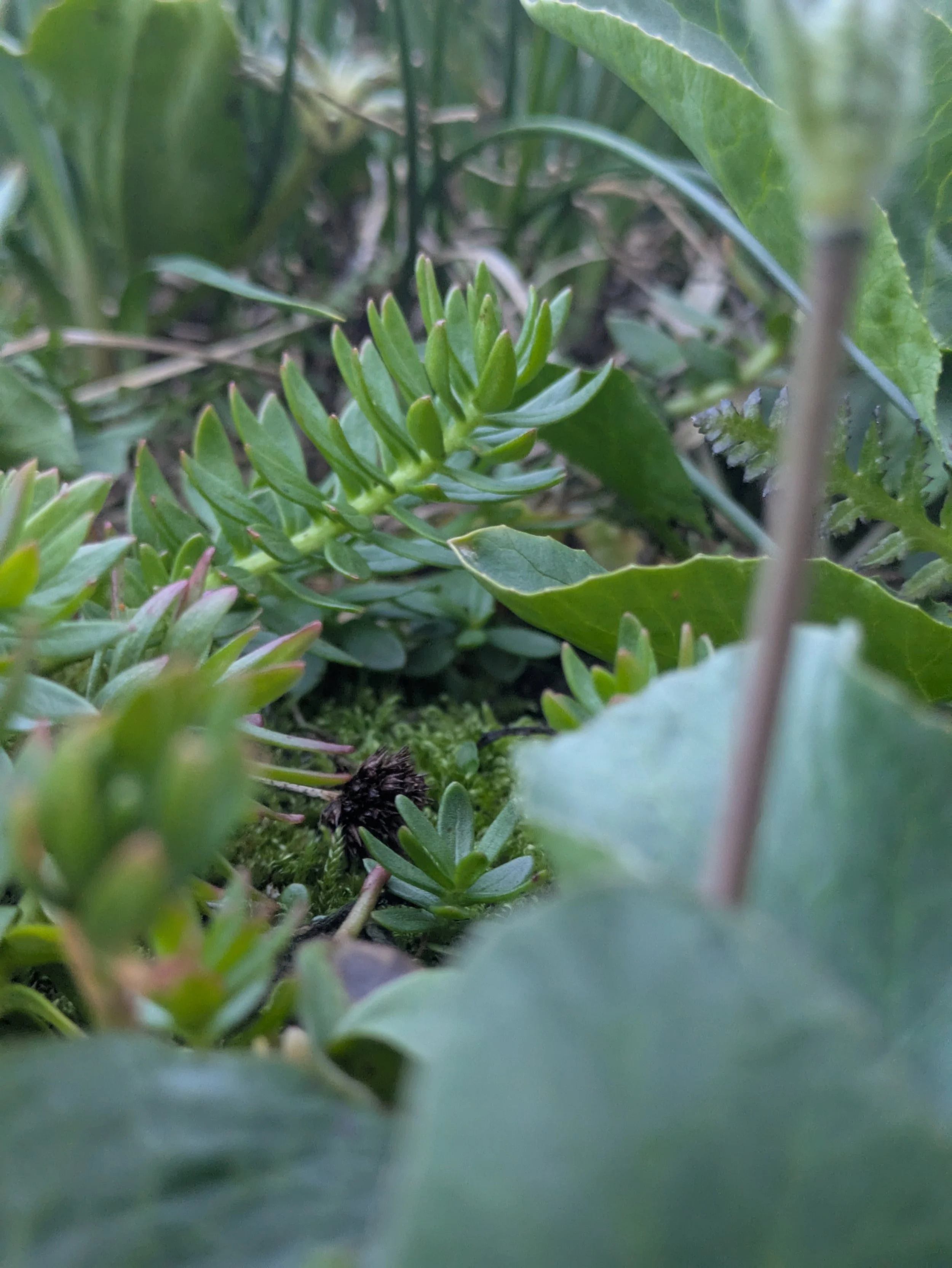CO - Close up Misc. Plants - Micro Lens - Nikon D3200 Camera