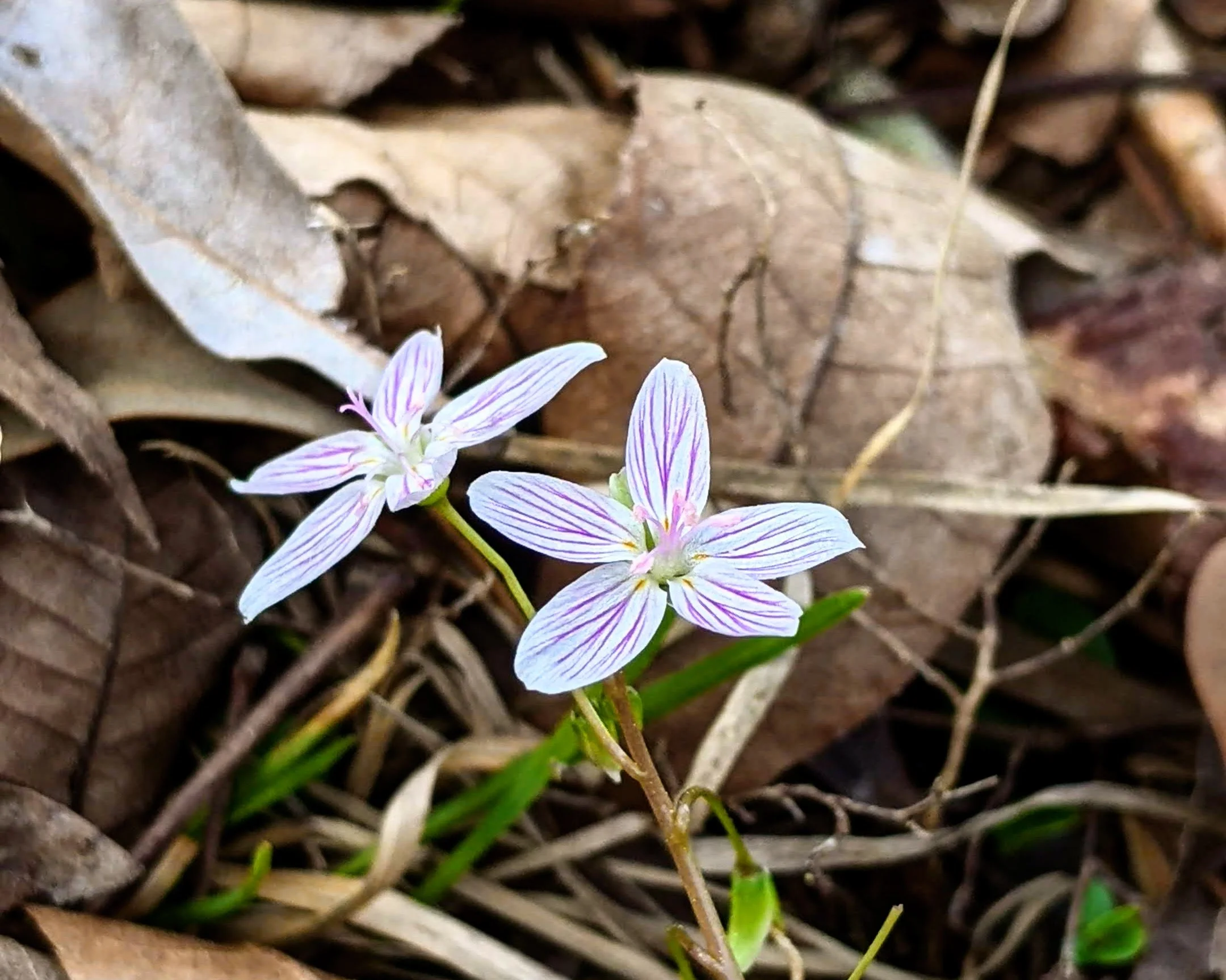 Farmerville, LA - Small Purple Flowers - Micro Lens - Nikon D3200 Camera