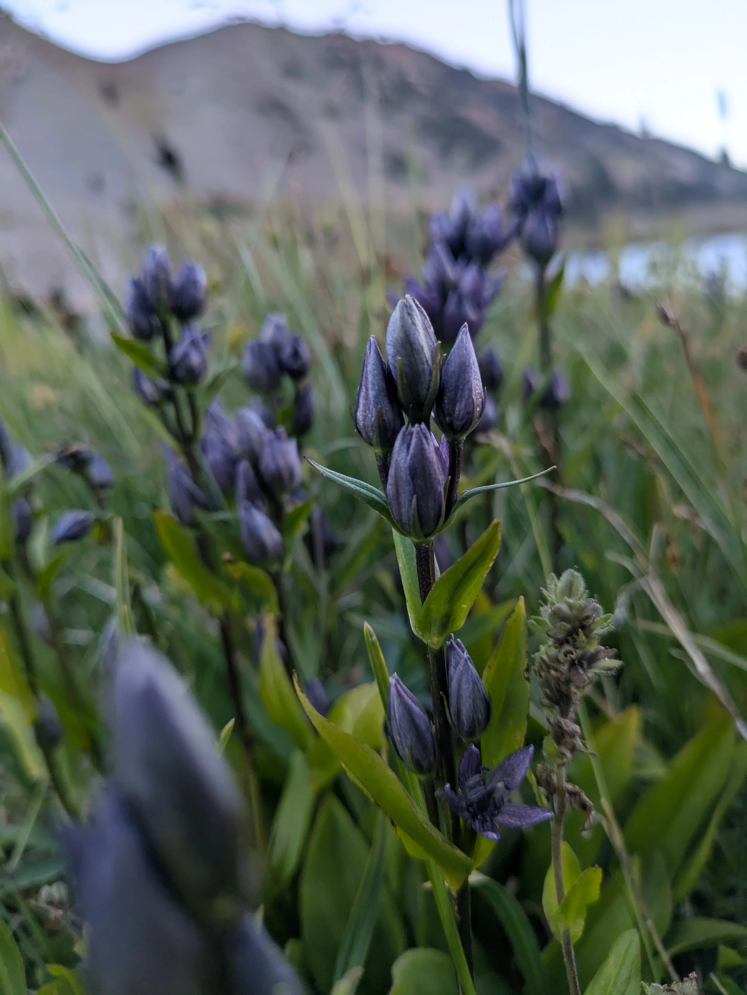 CO - Dark Purple Flower - Cell Phone 