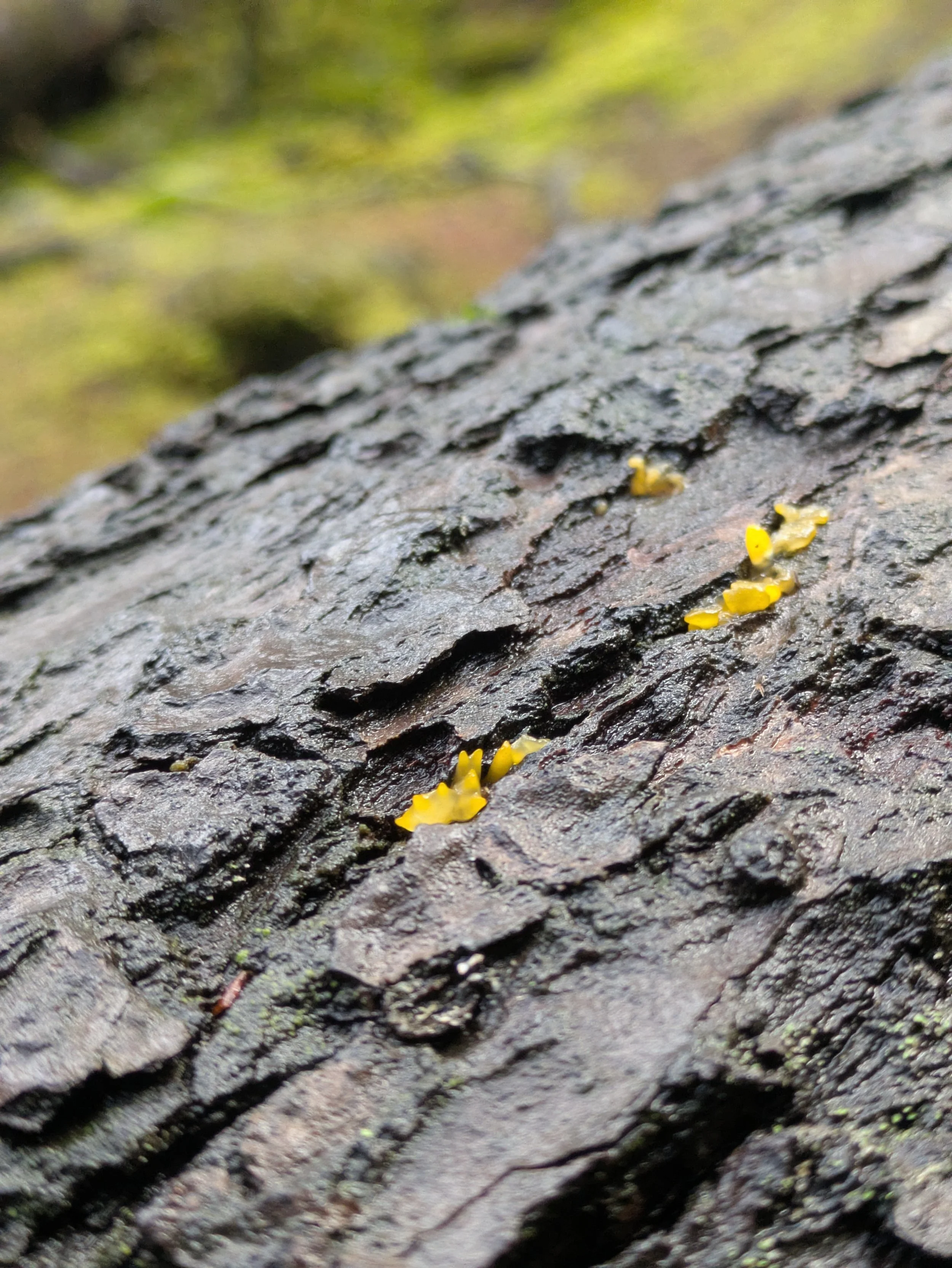 Olympic Peninsula, WA - Yellow Fungi - Micro Lens - Nikon D3200 Camera