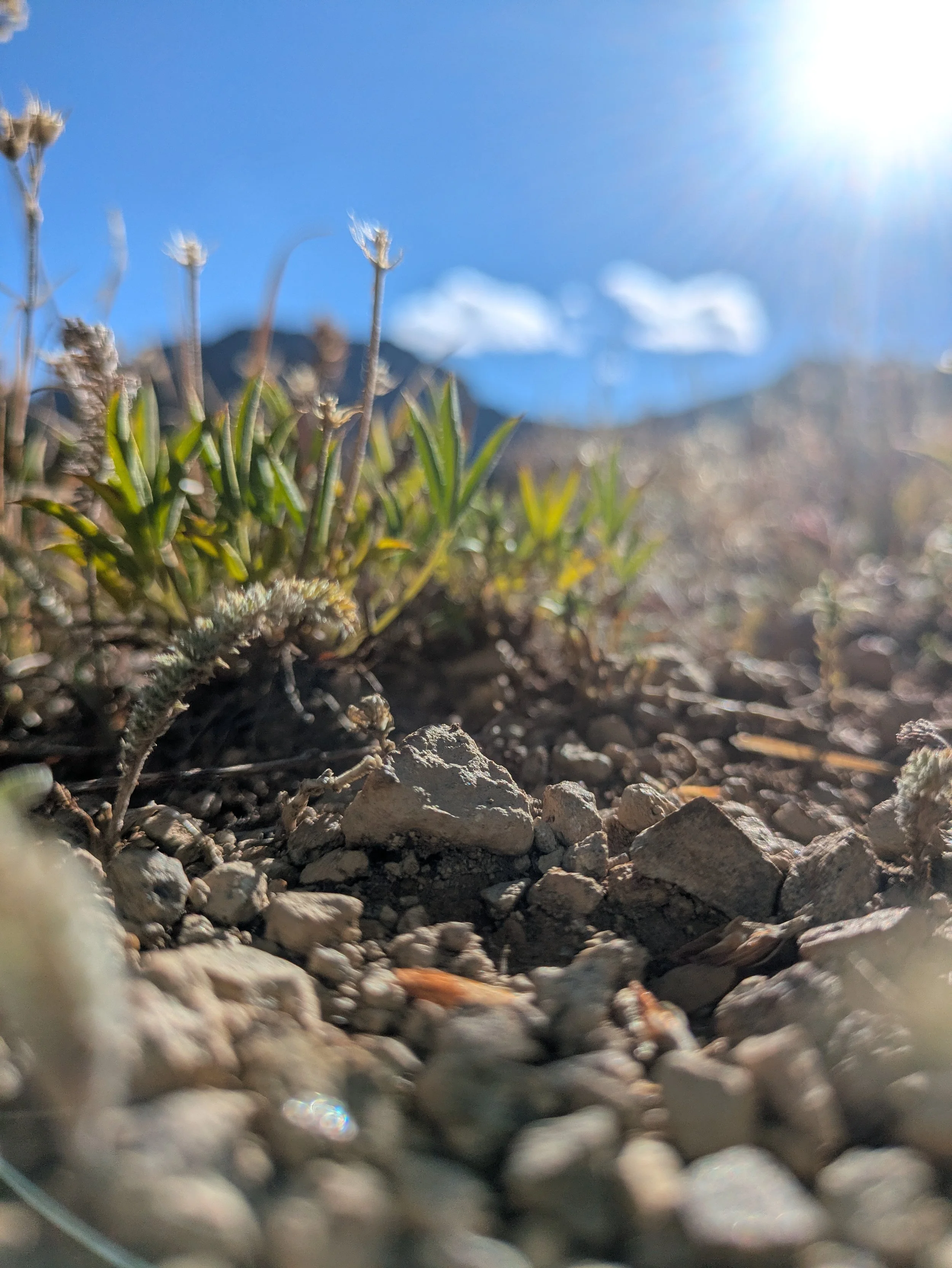 CO - Close Up Grass and Gravel - Micro Lens - Nikon D3200 Camera