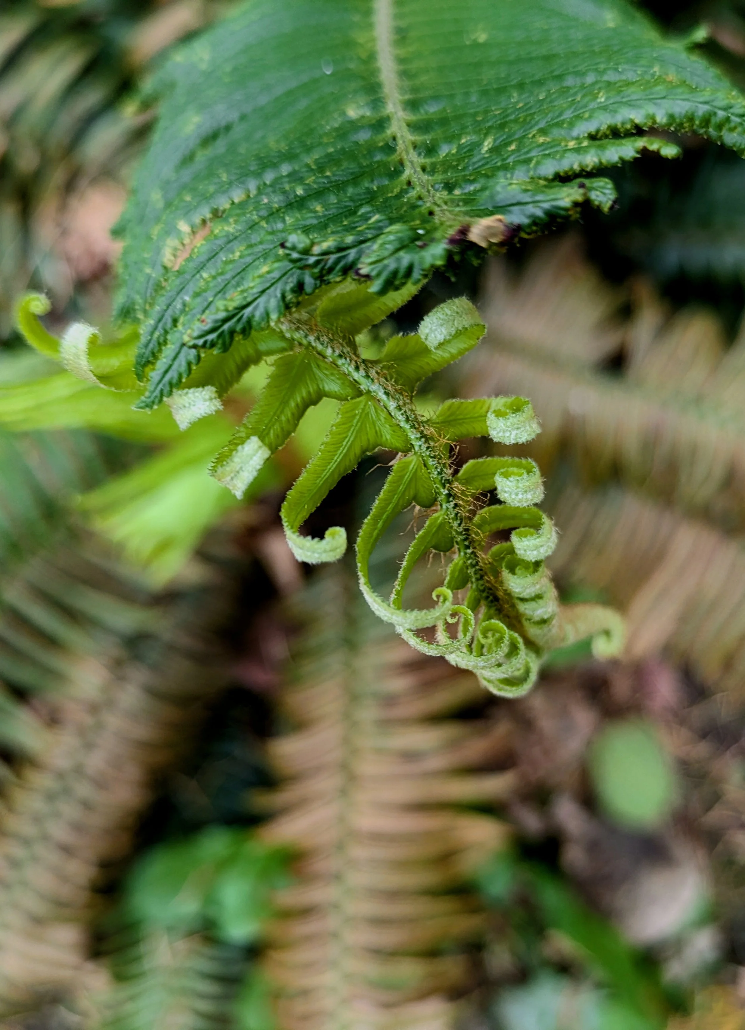 Bellingham, WA - Curled Fern - Cell Phone 