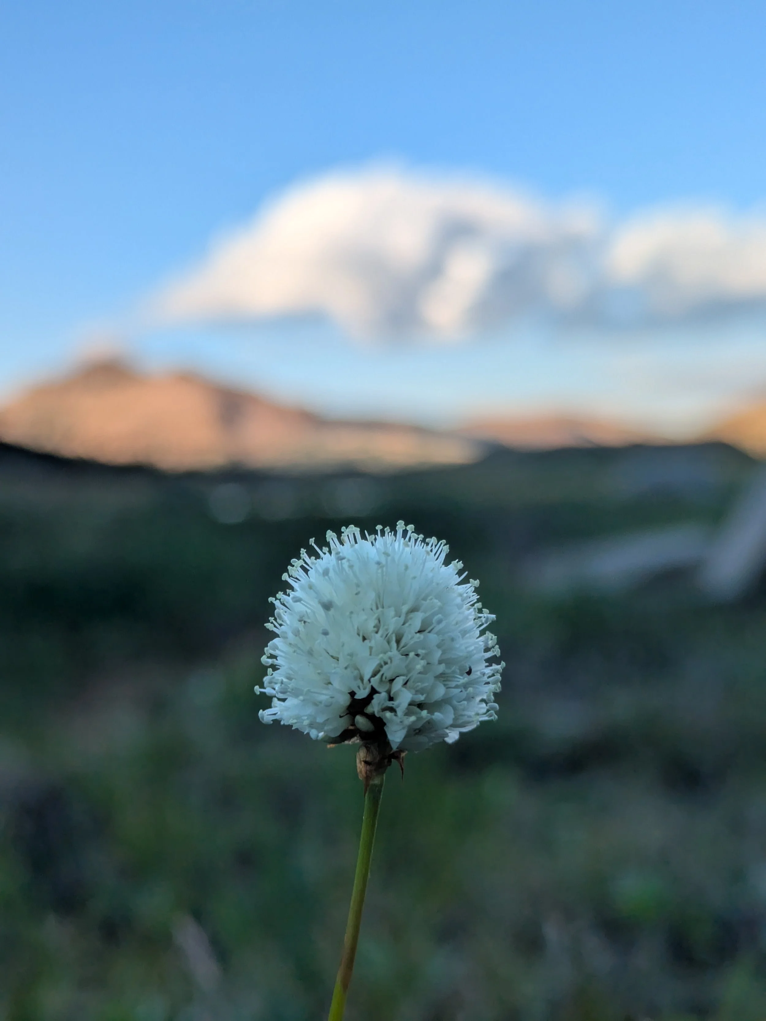CO - White Flower - Cell Phone 