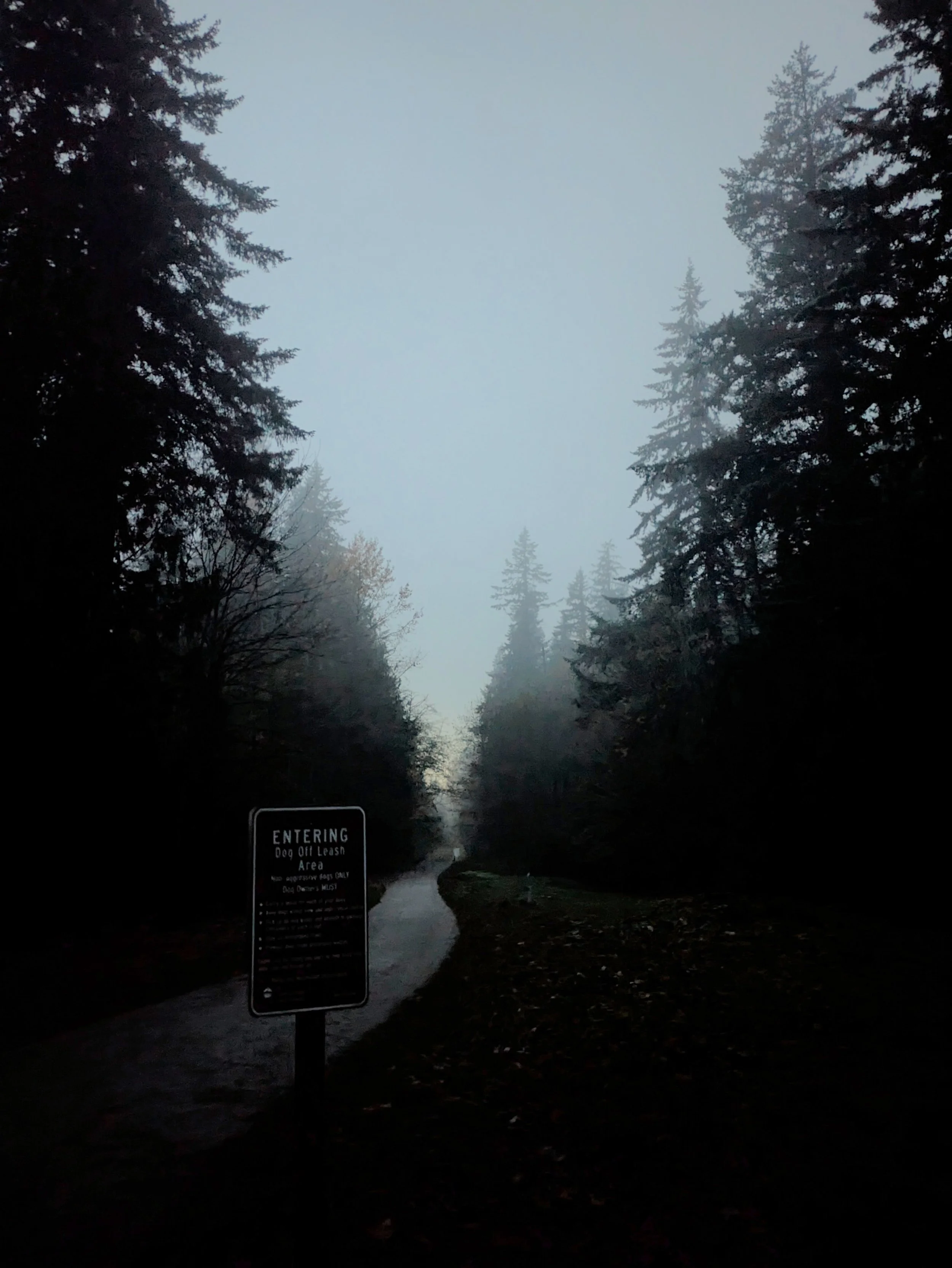 Bellingham, WA - Foggy Trail - Cell Phone 