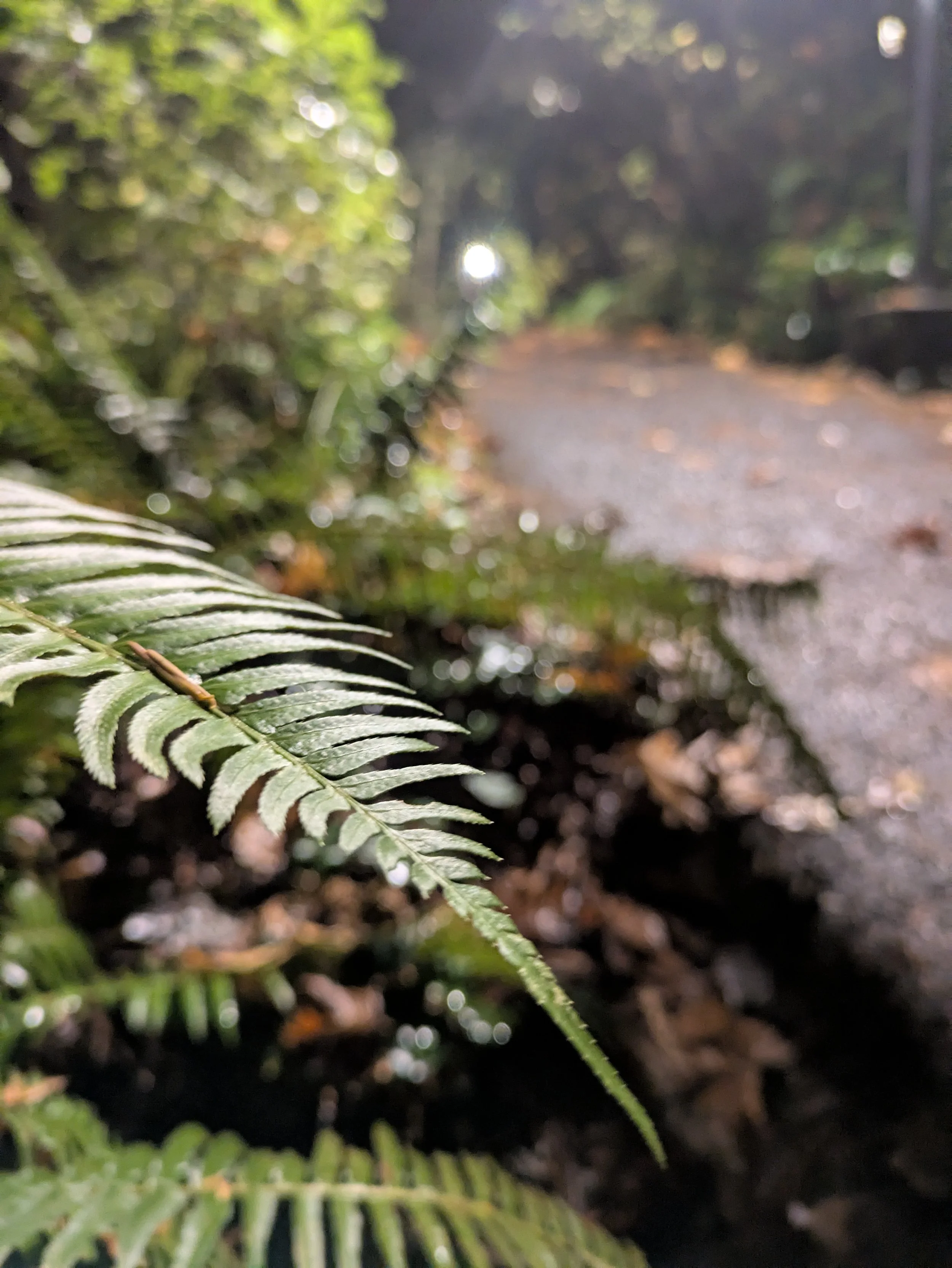 Bellingham, WA - Fern on the Trail - Cell Phone 