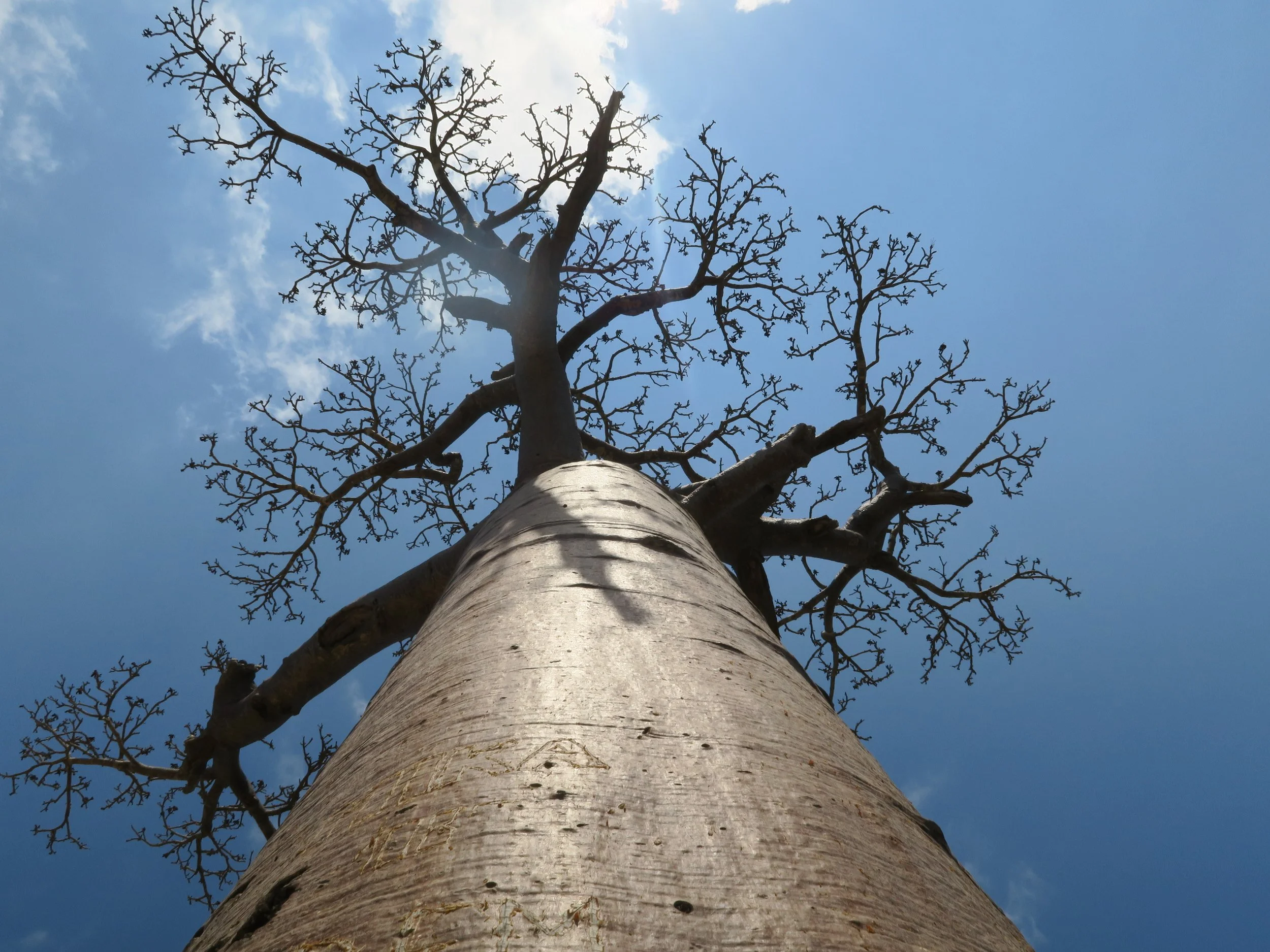 Traful Tree Environmental Travel — Forever Trees
