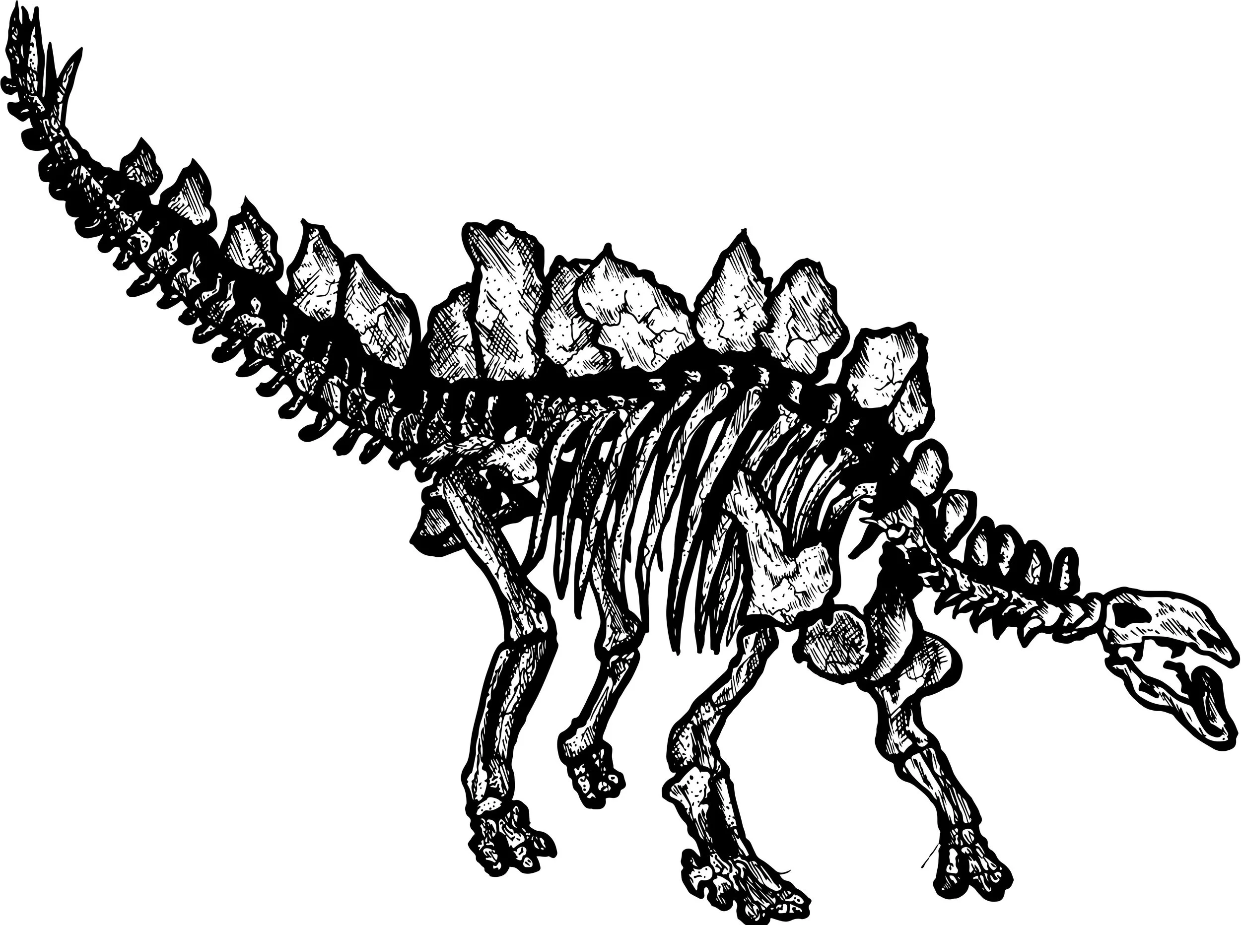 StegBGMasterVec copy.jpg