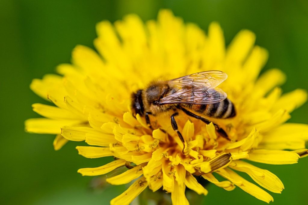 Honey Bees