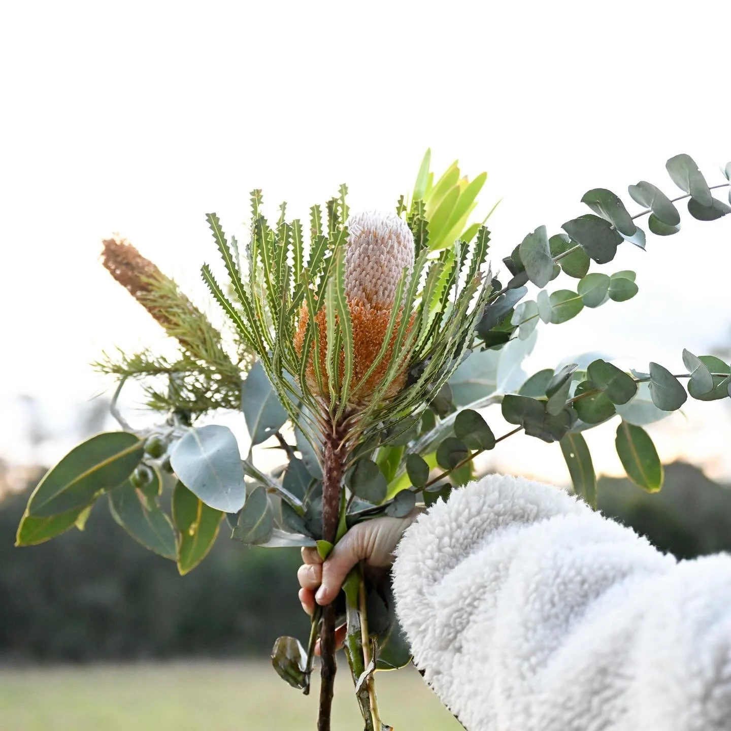 Native flowers surround the cabins and each cabin is named in honour of one of them. Which cabin have you stayed in? 
.
.
.

#harkham #harkhamwonery #naturalwines #huntervalley #hunter #huntervalleywinecountry #pokolbin #italianrestaurant #richiehark
